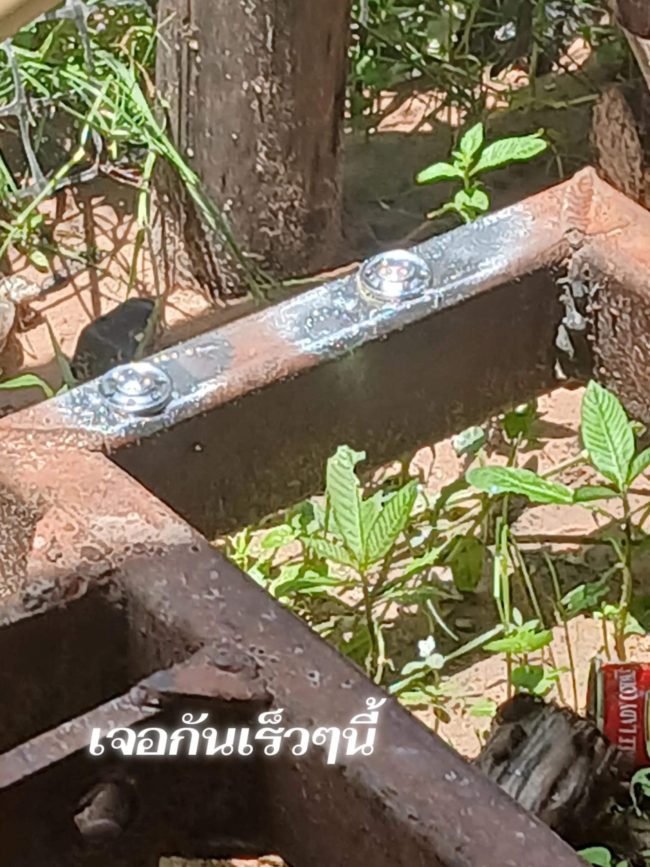 @นิวตั้น