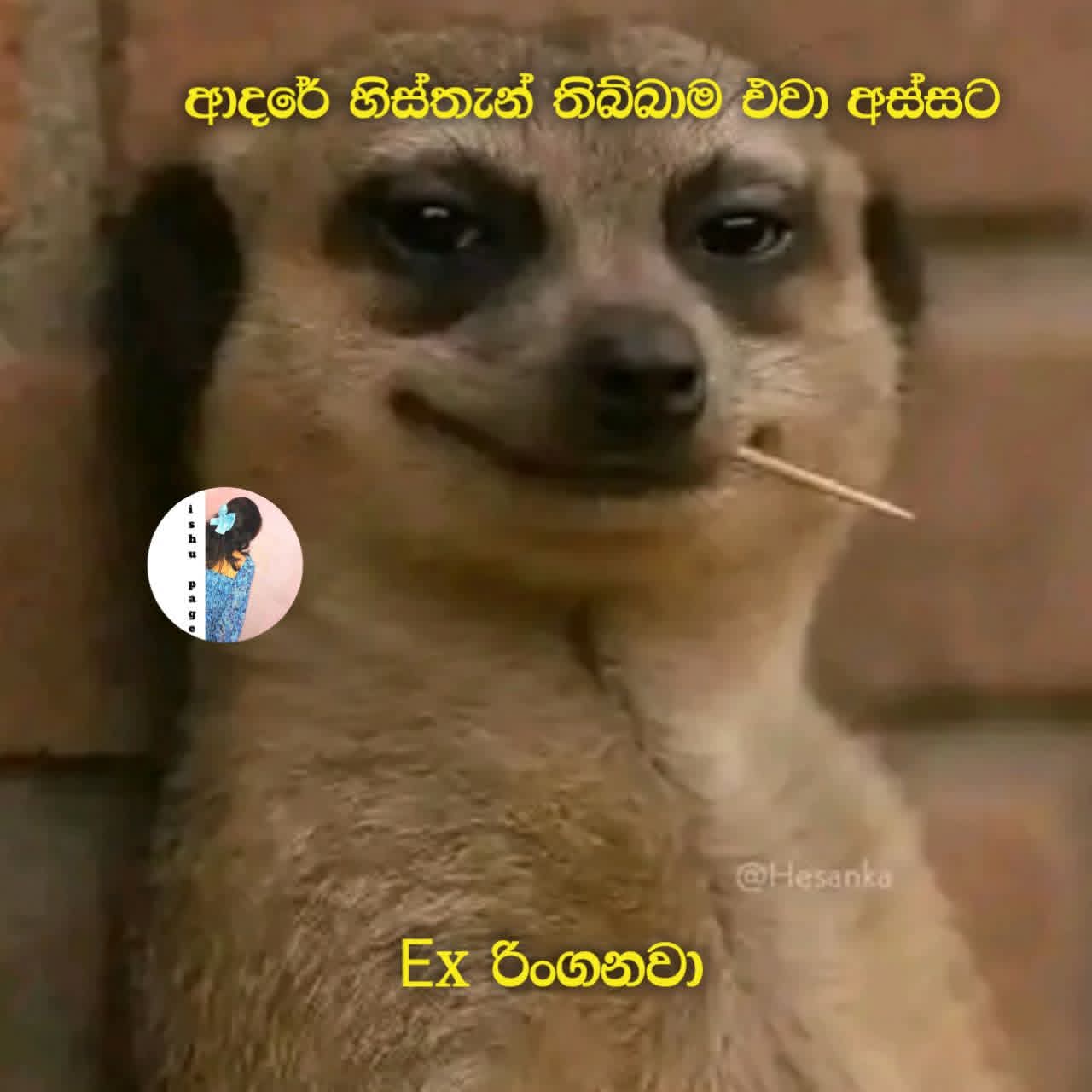 @dinuji
