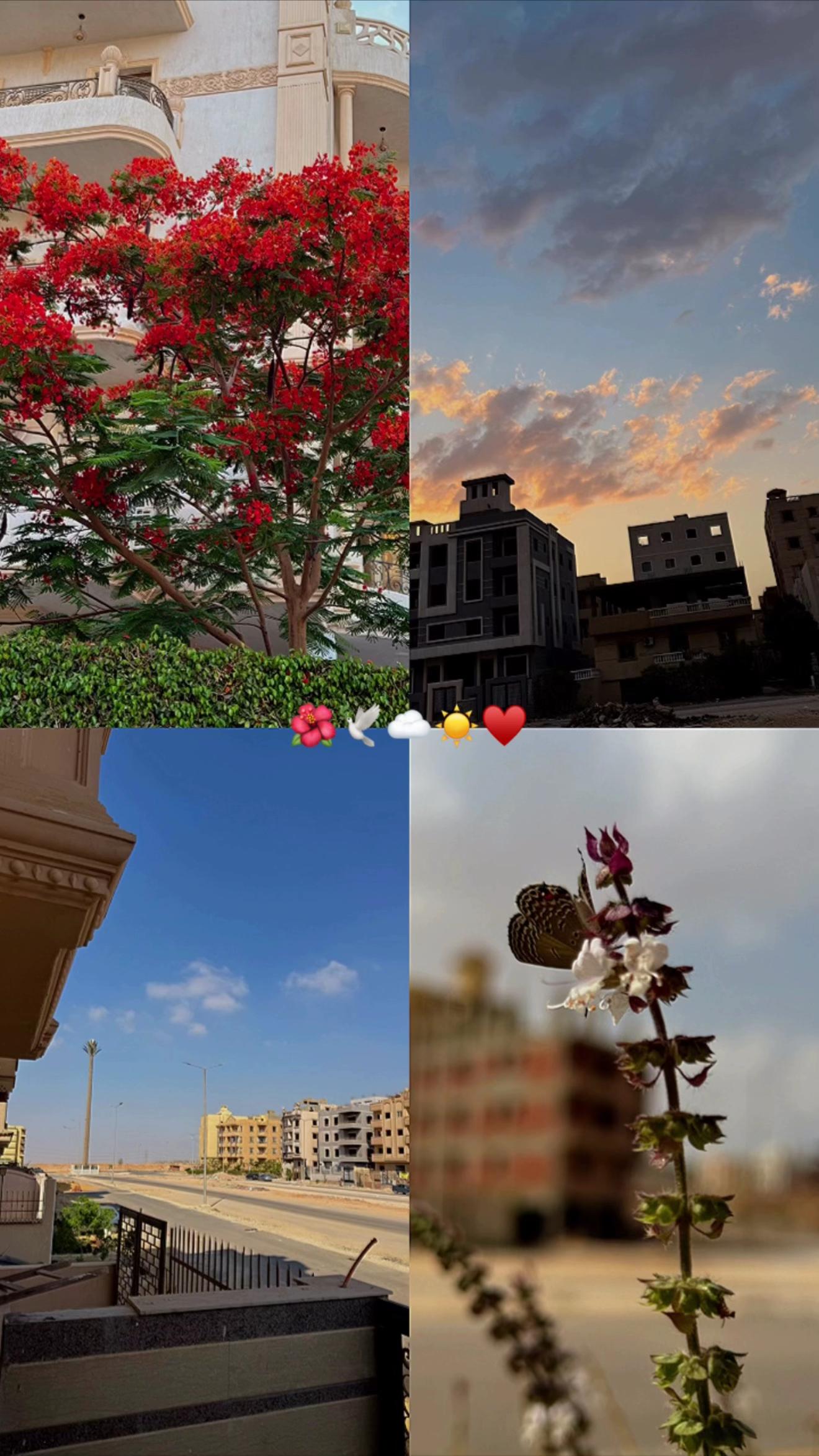 @ســـــــيـــــــف 🤦