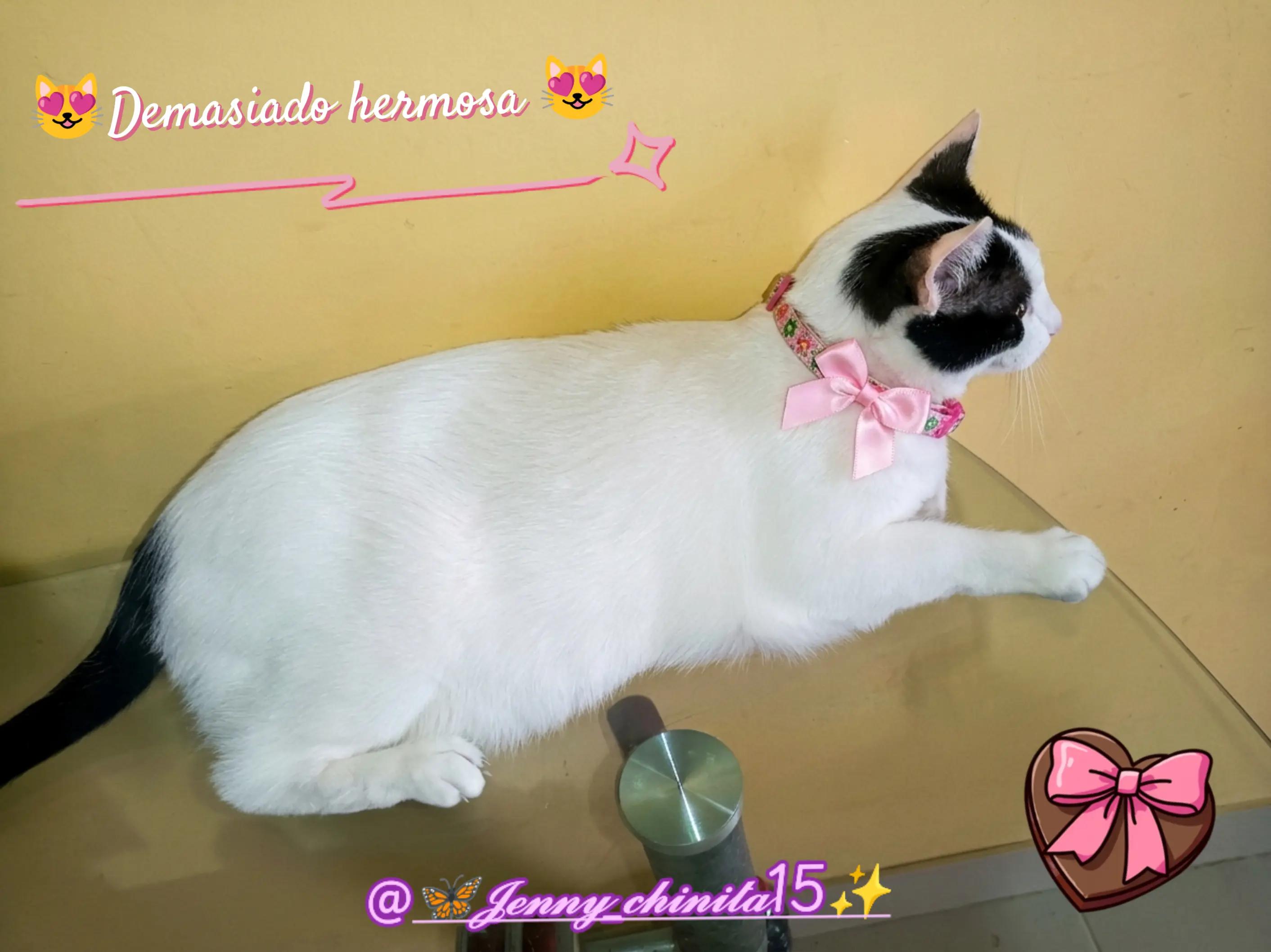 @🦋𝓙𝓮𝓷𝓷𝔂_𝓬𝓱𝓲𝓷𝓲𝓽𝓪15✨
