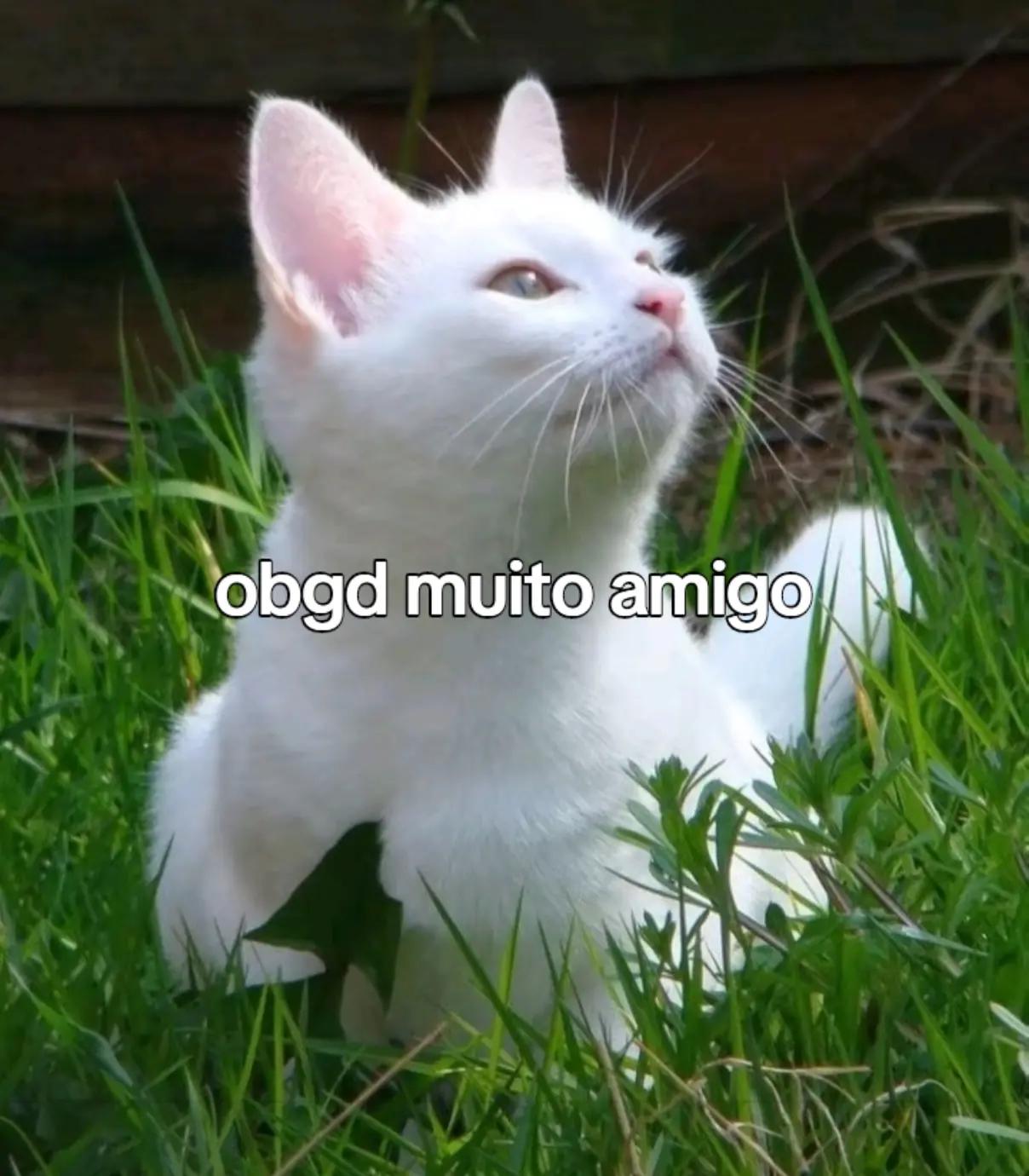 @~gatos brancos⚪🤍(-> <-)☆♡~