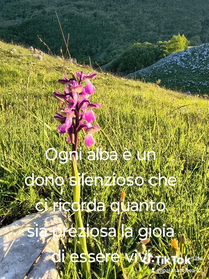 @Alcira