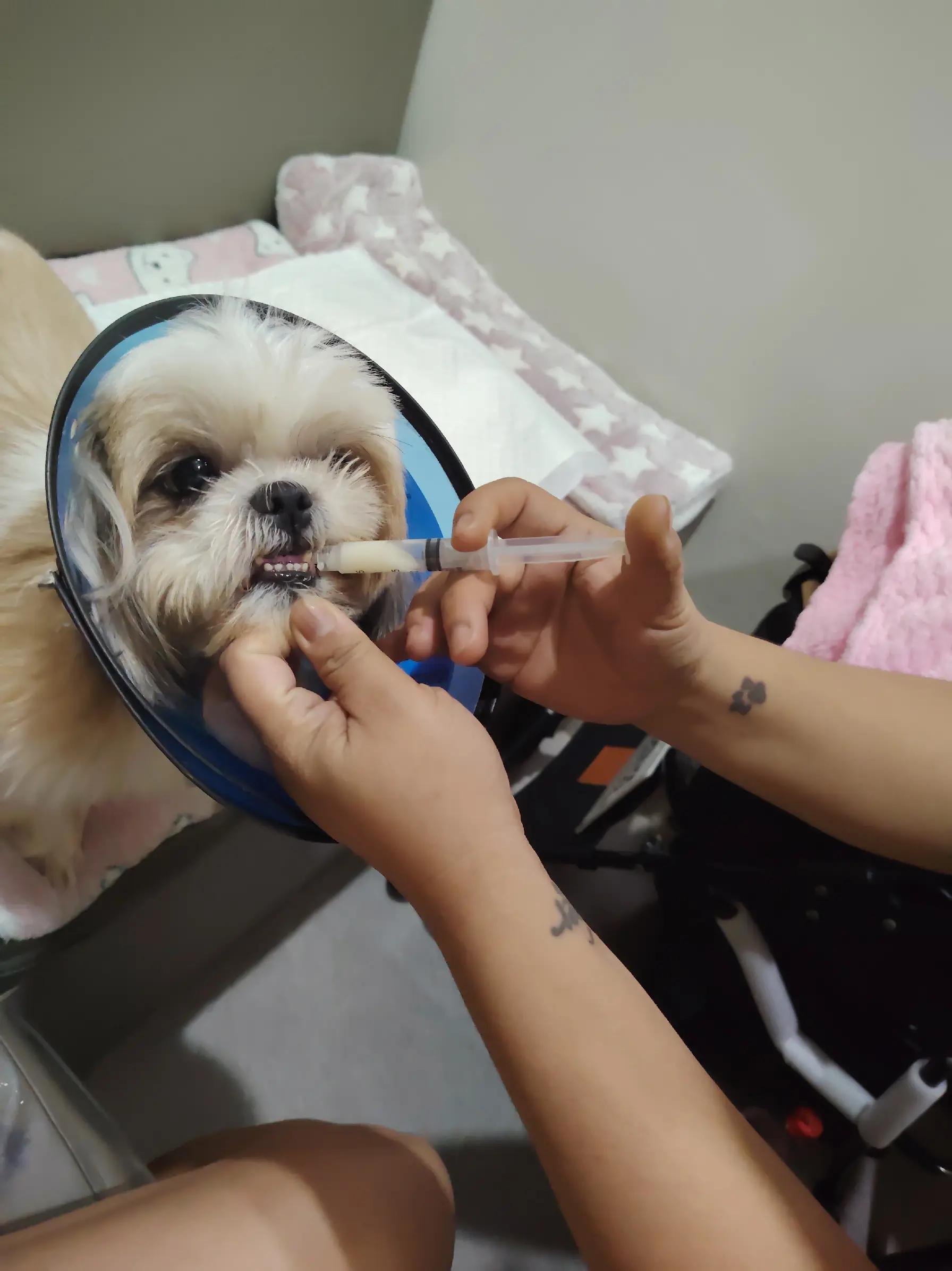 @PawmilyaSweettzu & Furbuddies
