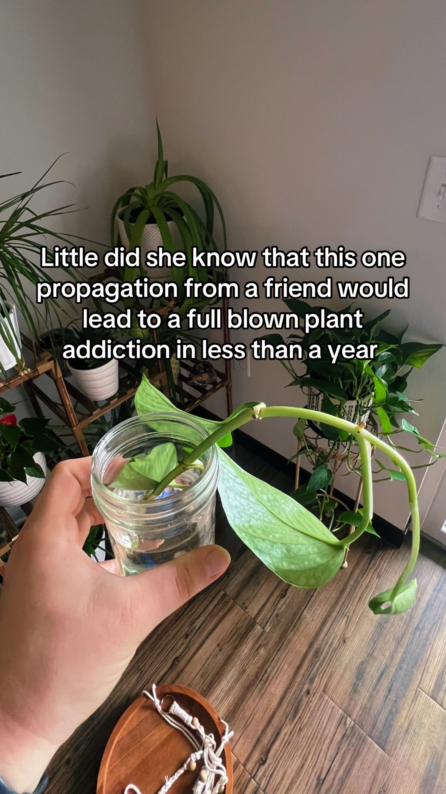 @Plant Girly 🪴