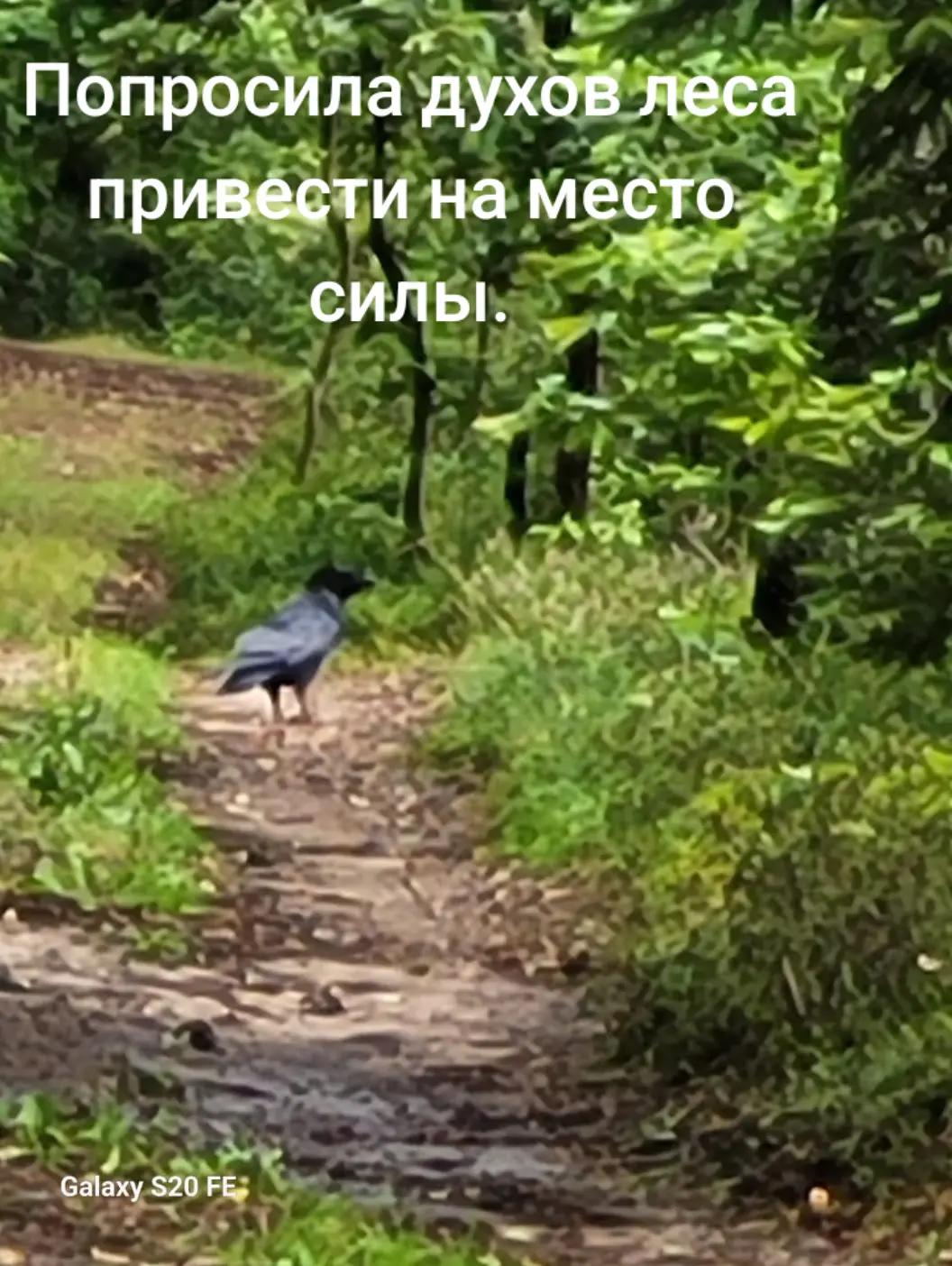 @Лëса