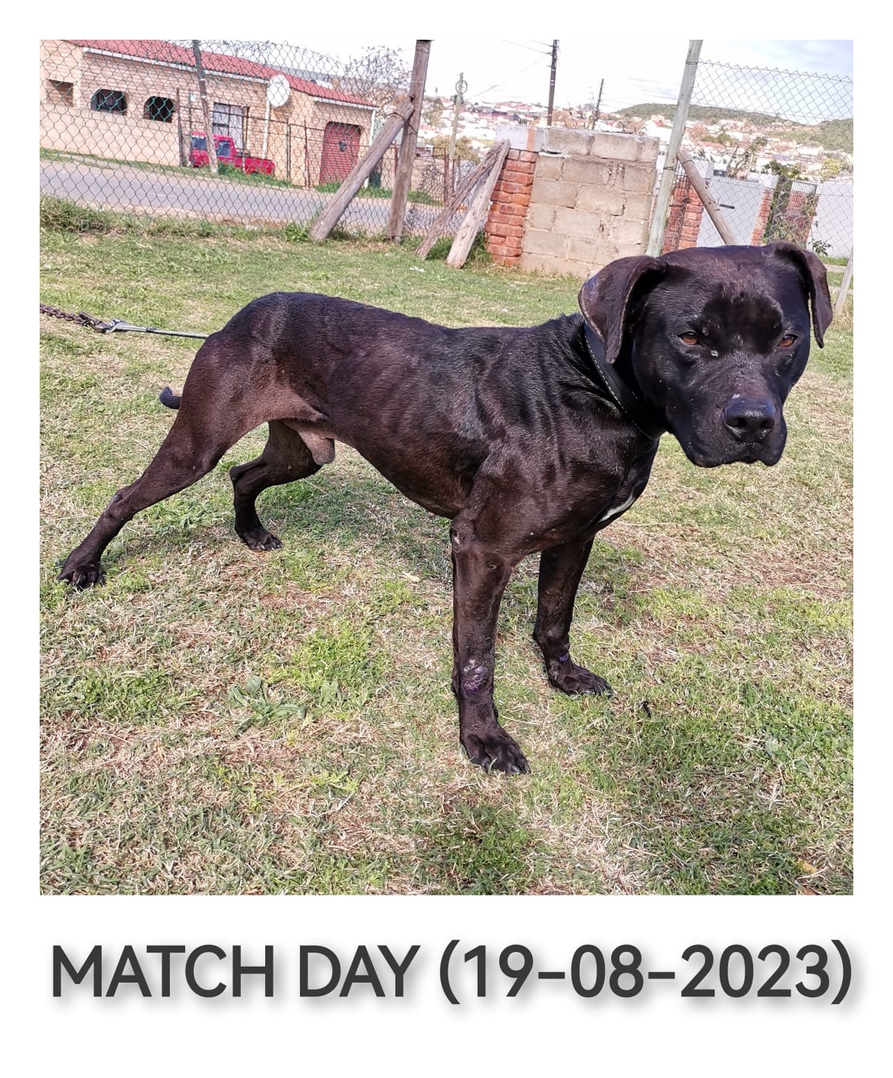 @SAAPBT_GAMEDOGS