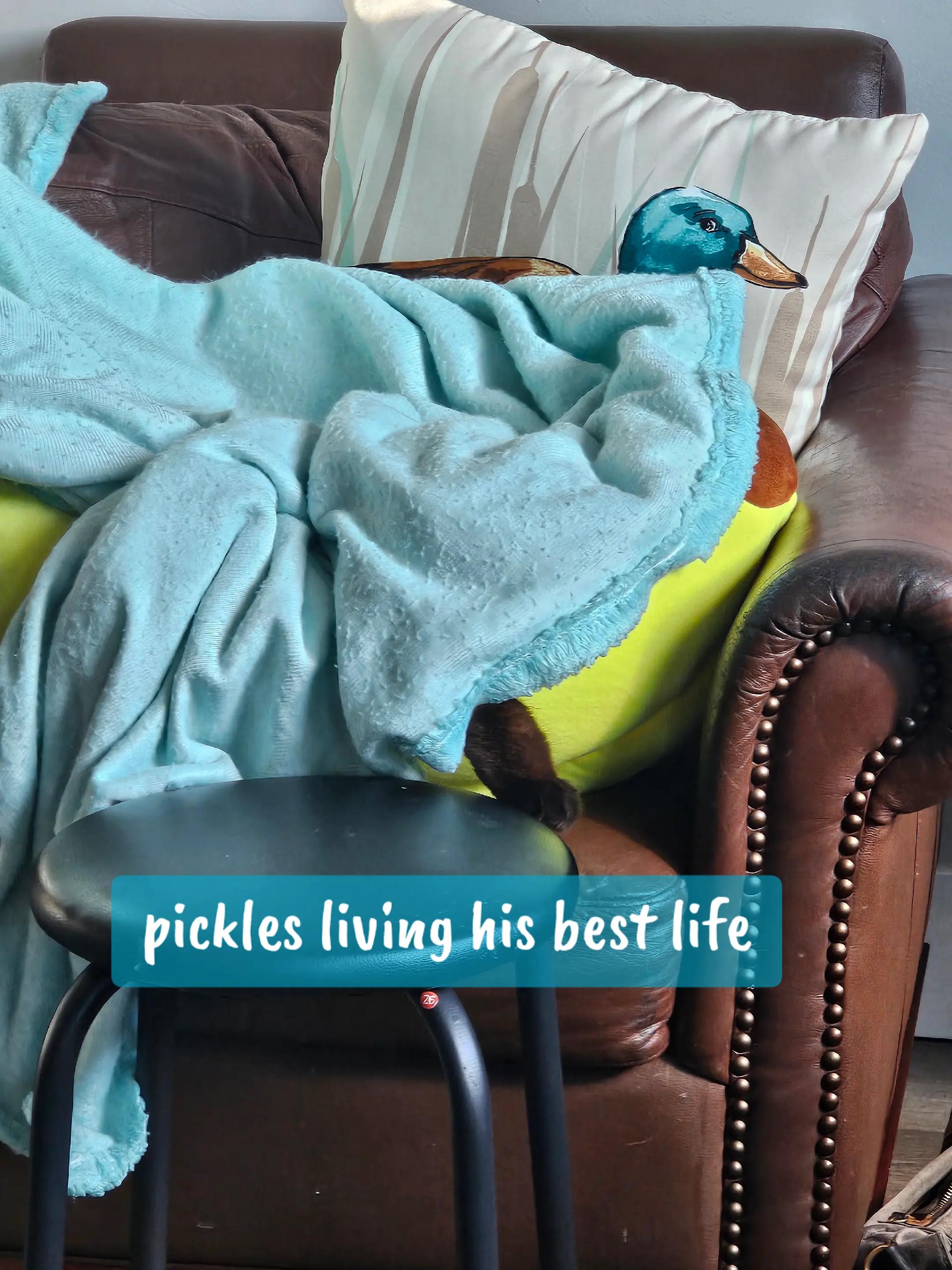 @PicklesTheCat2
