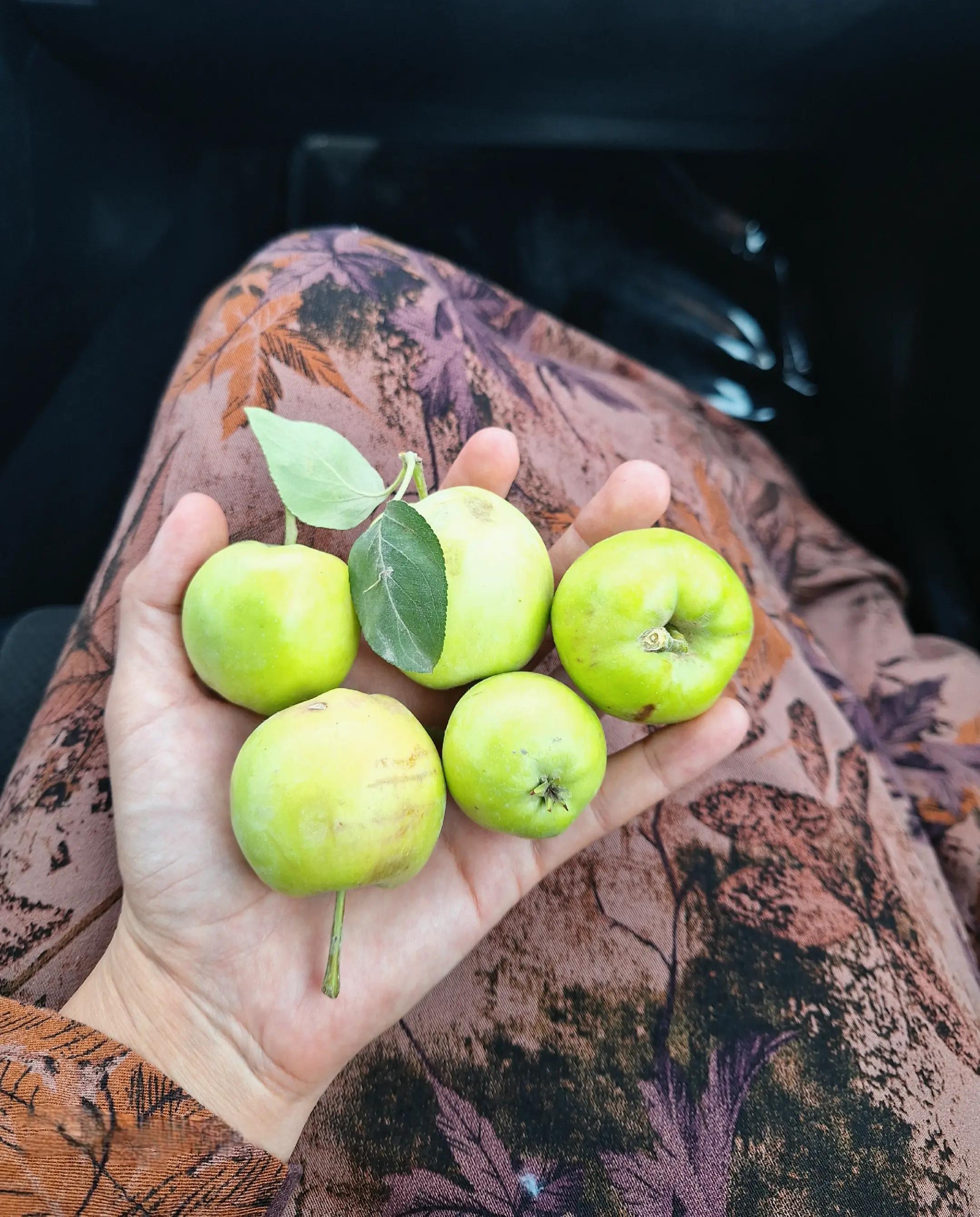 @Gul___Ka