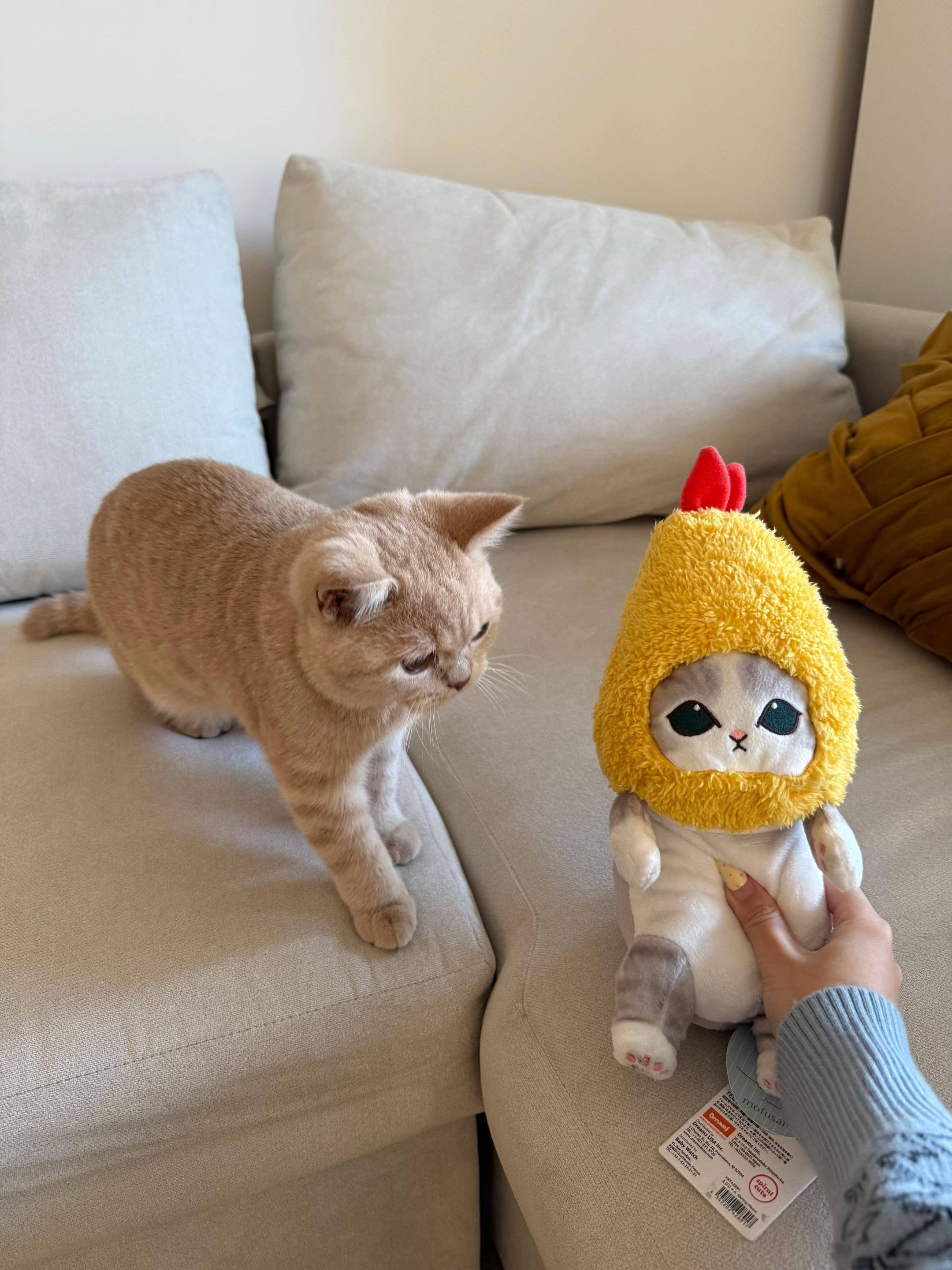 @Chuchu The British Shorthair
