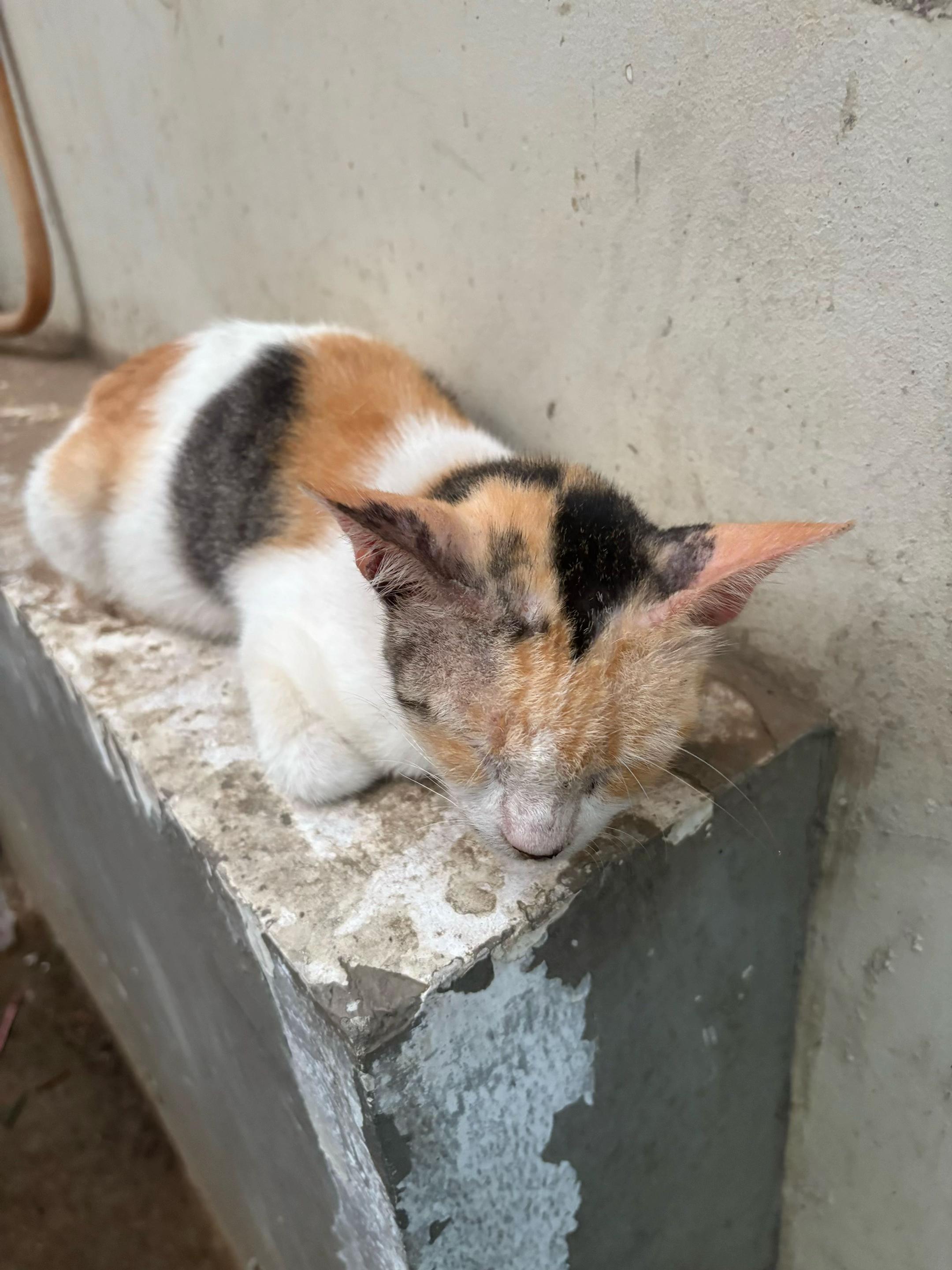 @TheCatFather