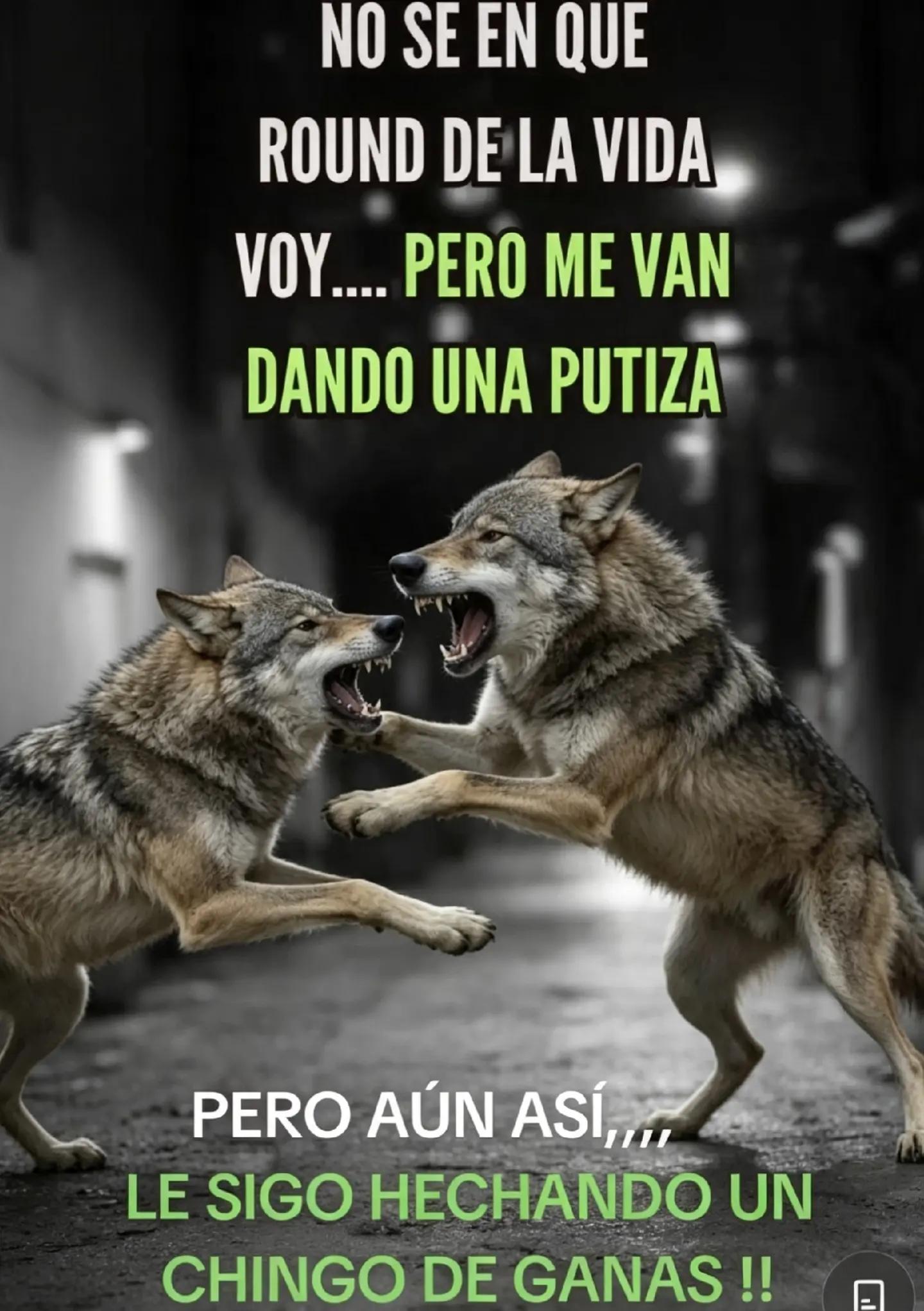@lobo 🐺
