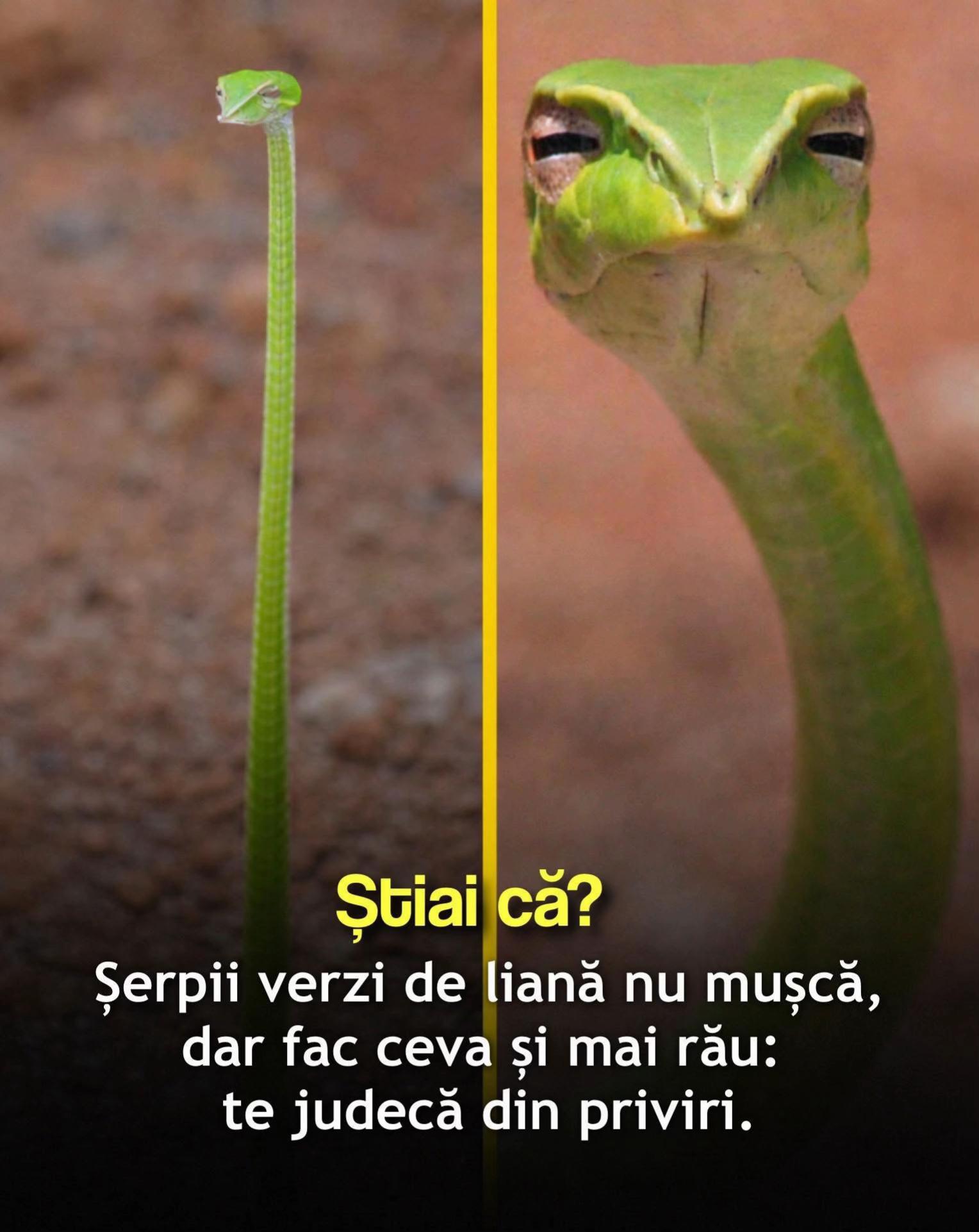 @Sali Mehmet