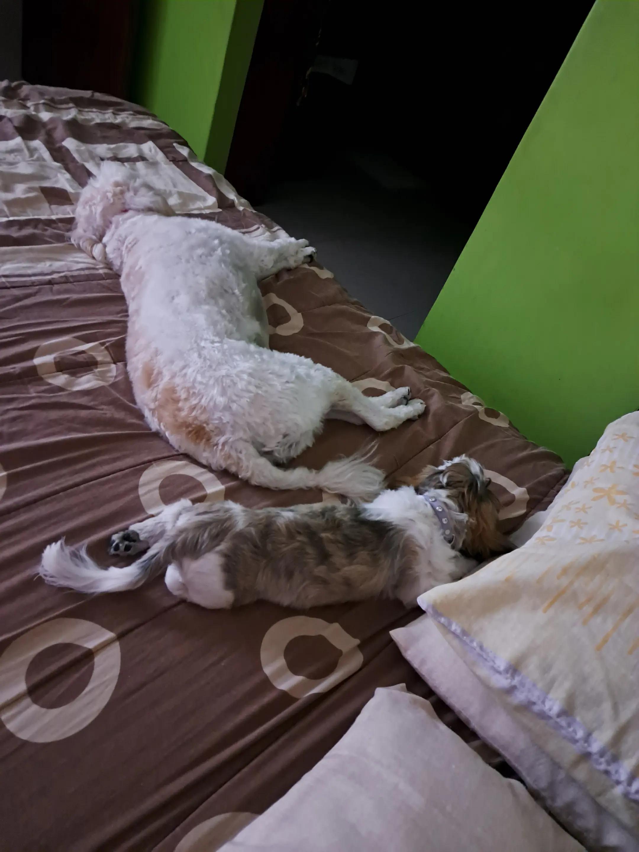 @Harry y Mila Life 🐶🐾
