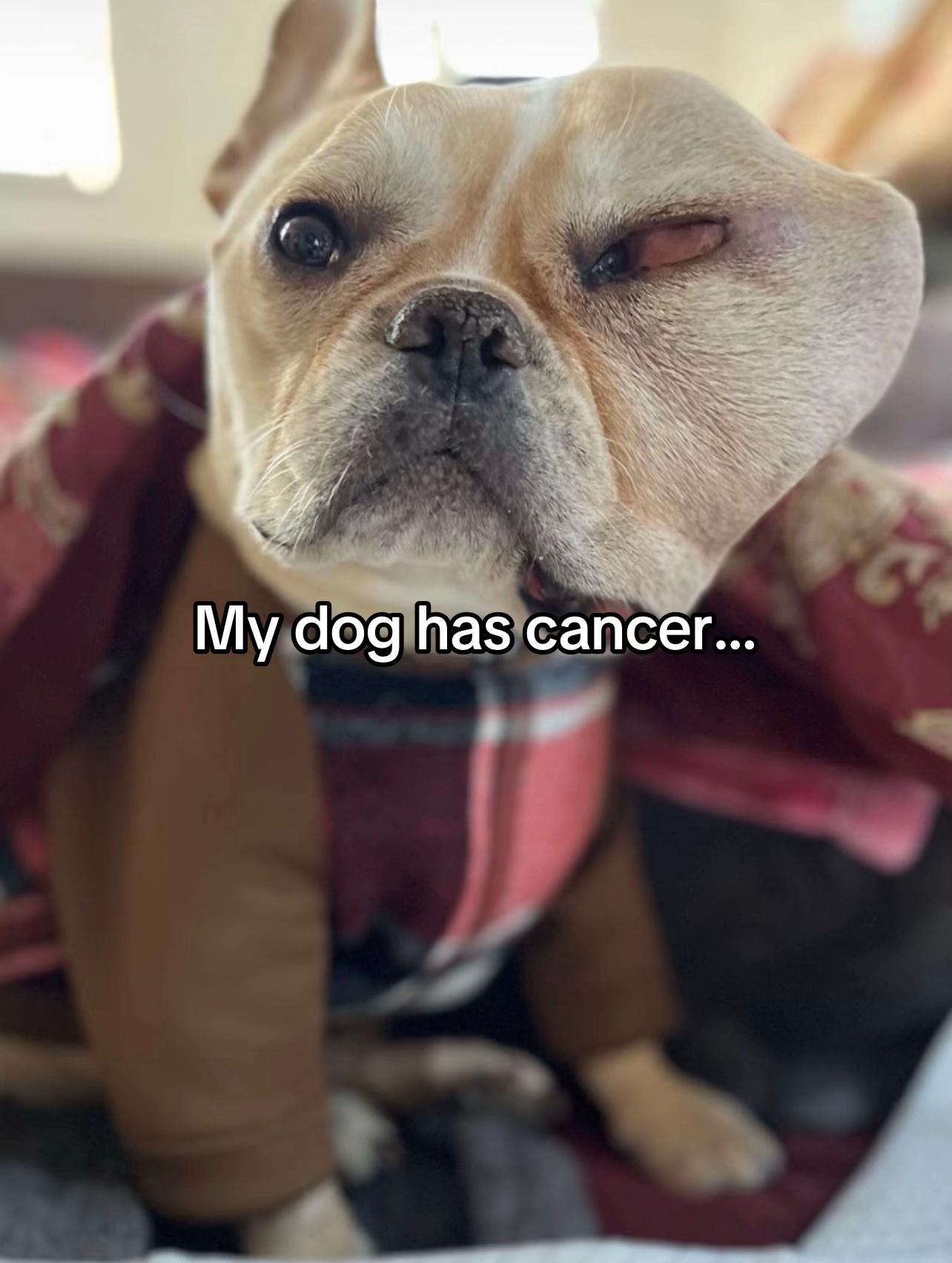 @Surgery for Lucy0