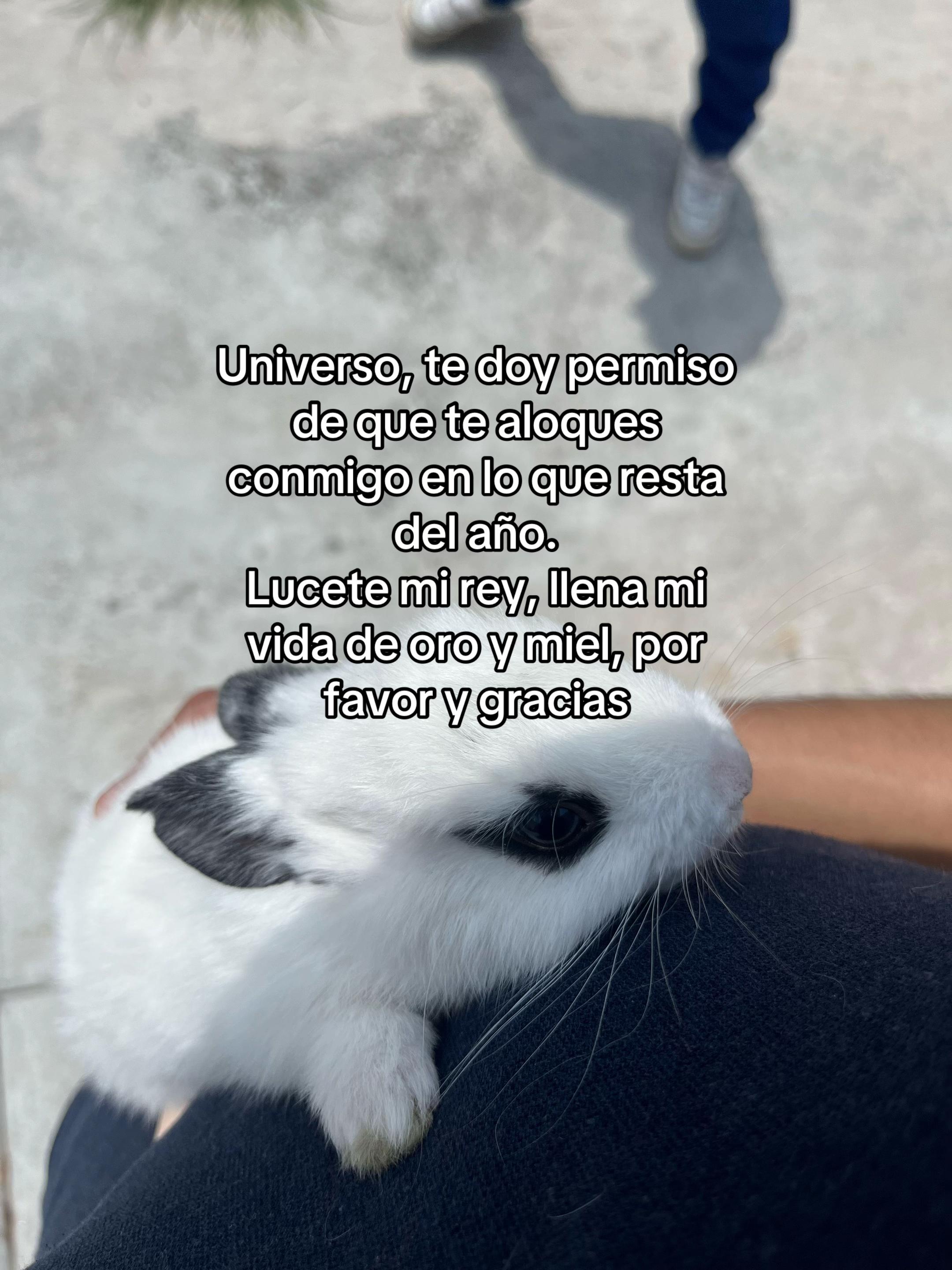 @Raylo GL