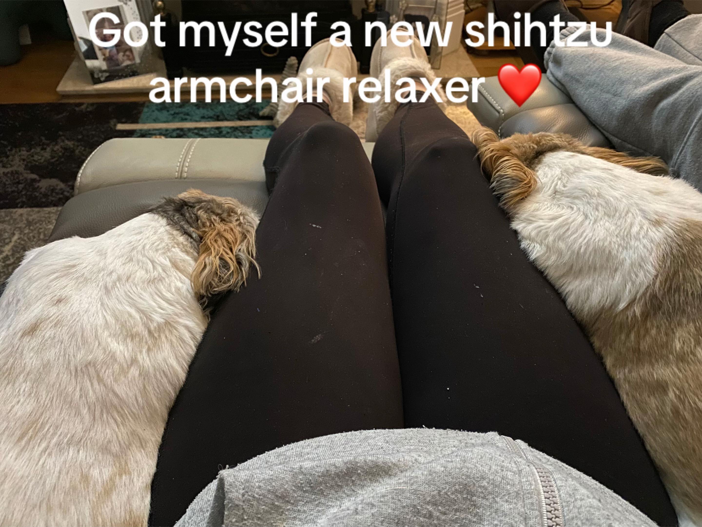 @Dotty and Daisy Shihtzu