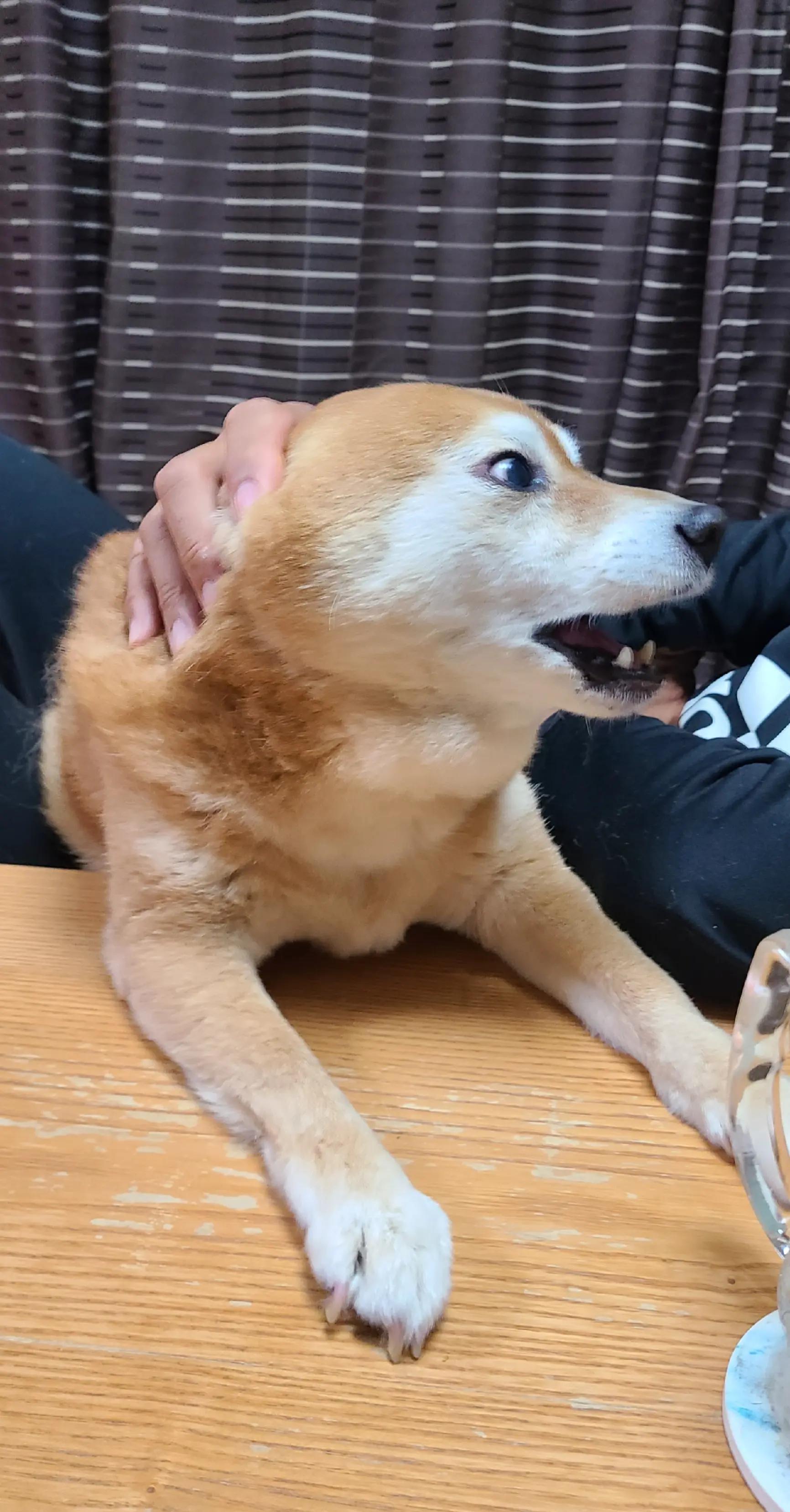 @わんわんニャンニャン🐱🐶