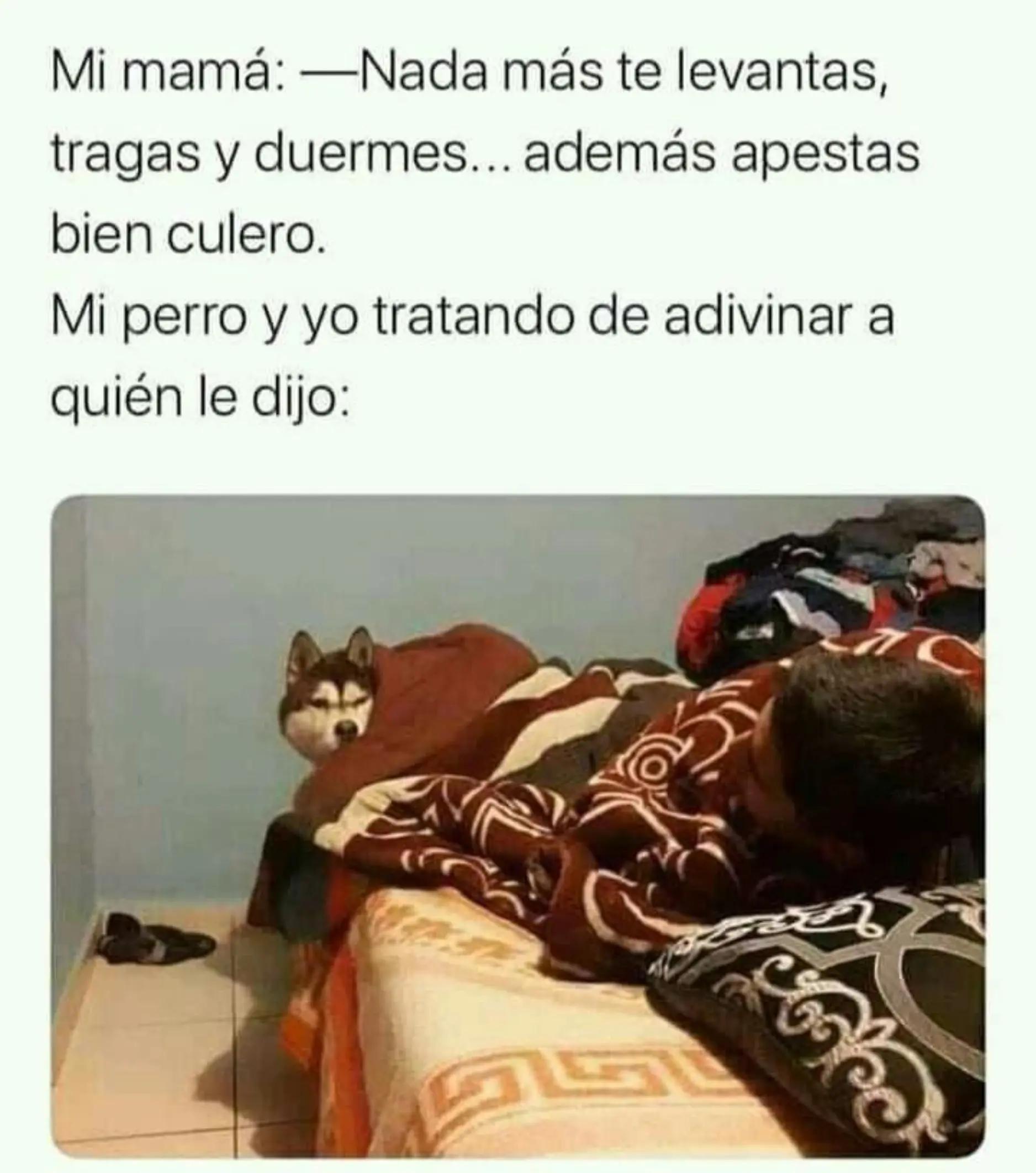 @meliodaz5252