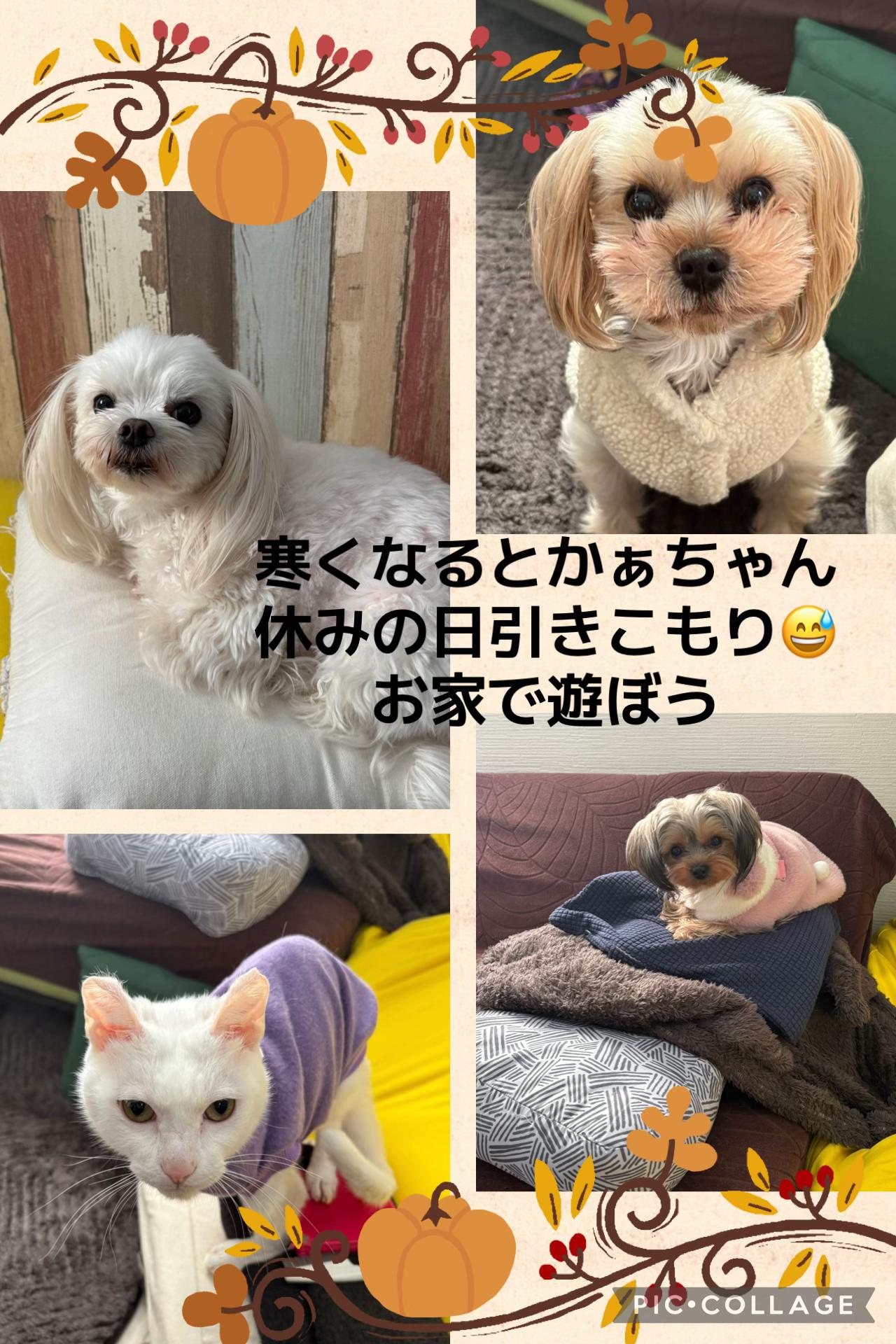 @ビビまるトンチャー