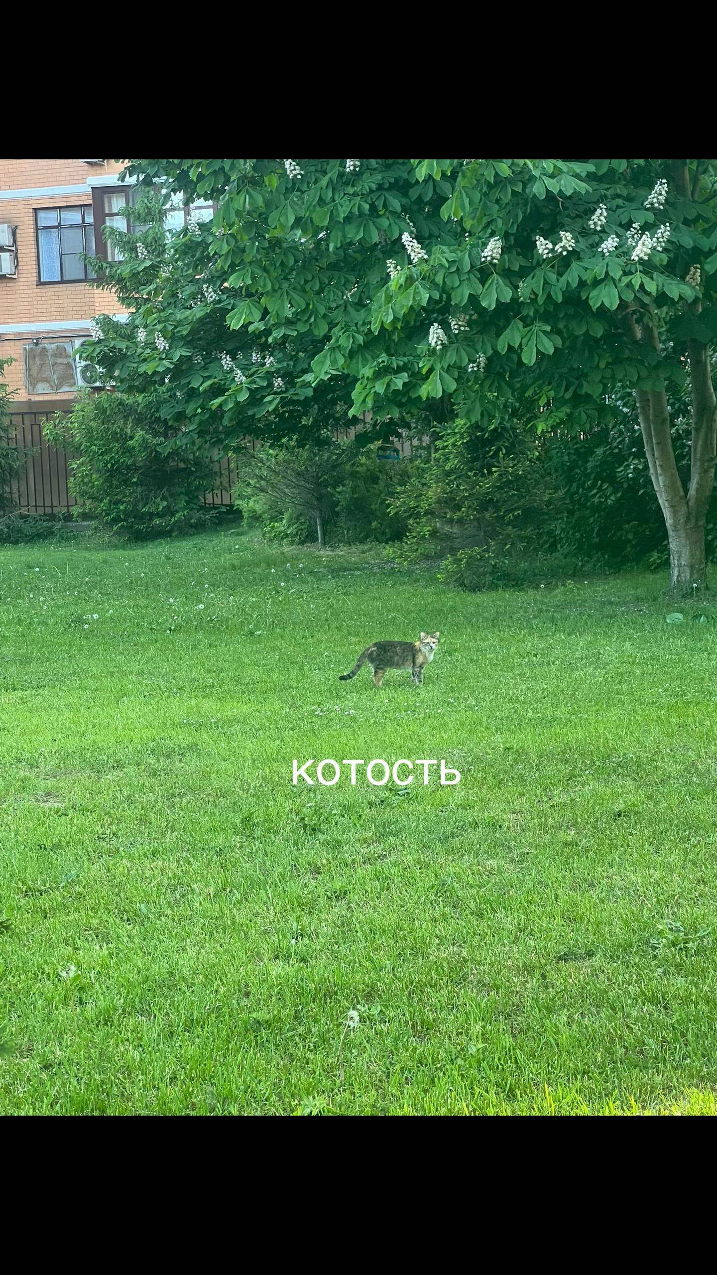 @Autobunnyhop