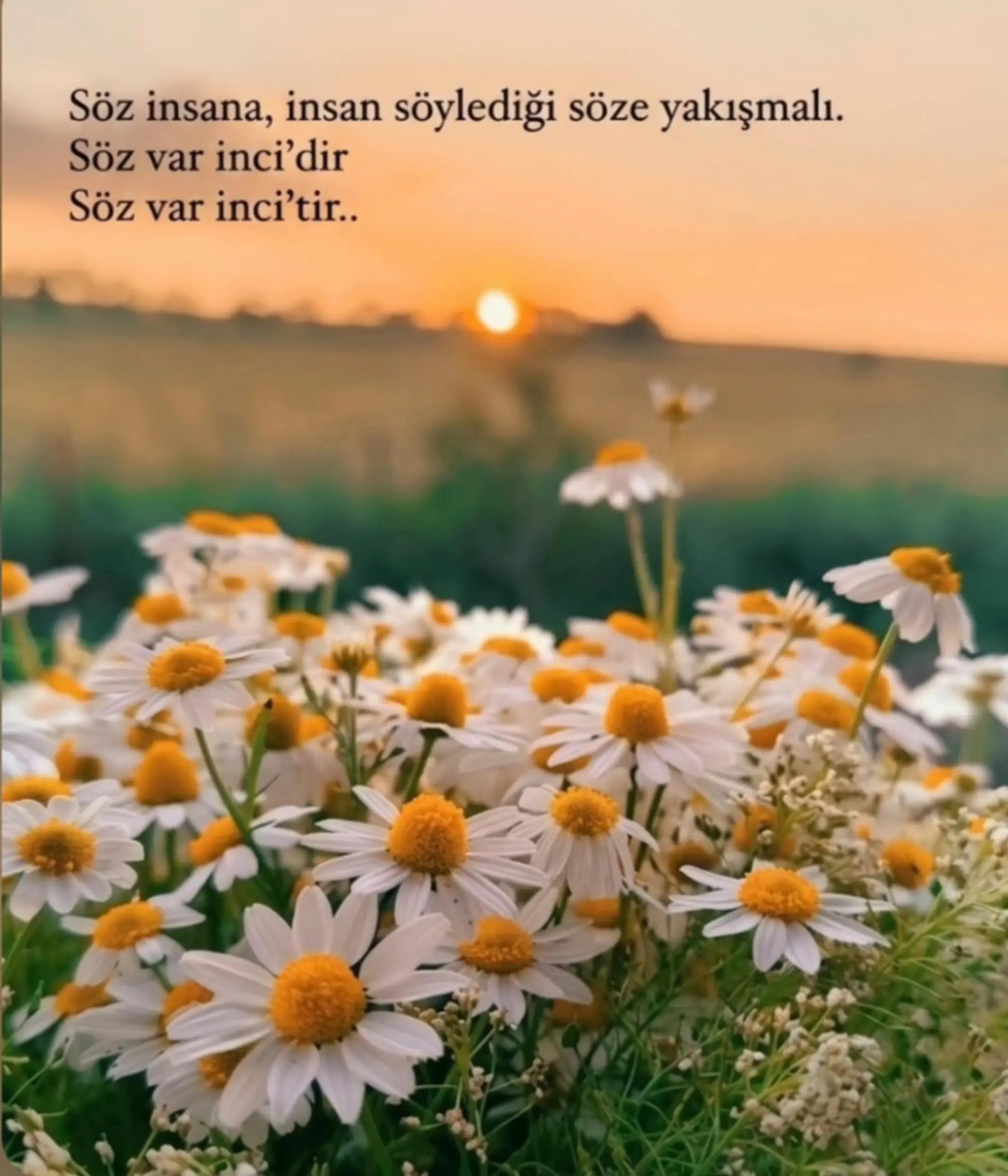@Rahşan ünr