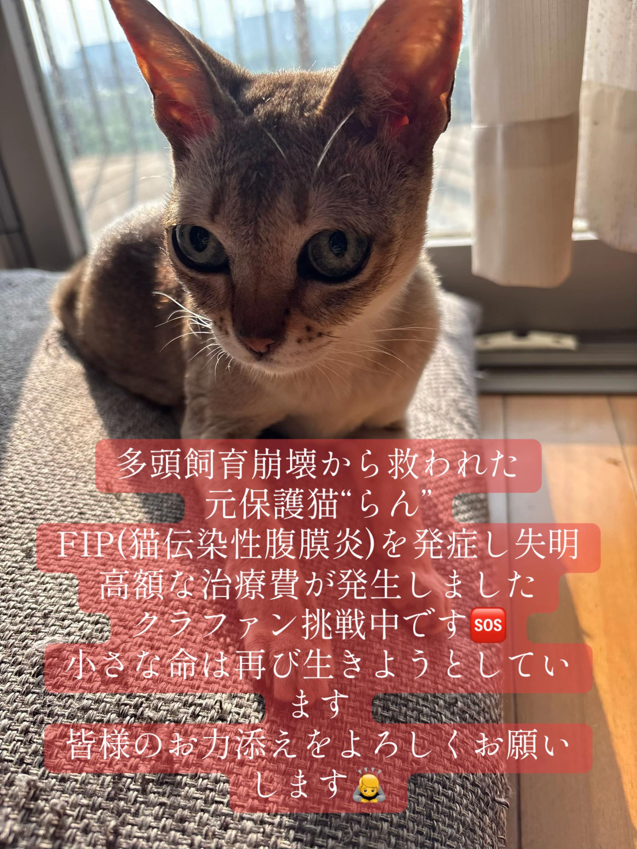 @Singapura_ran