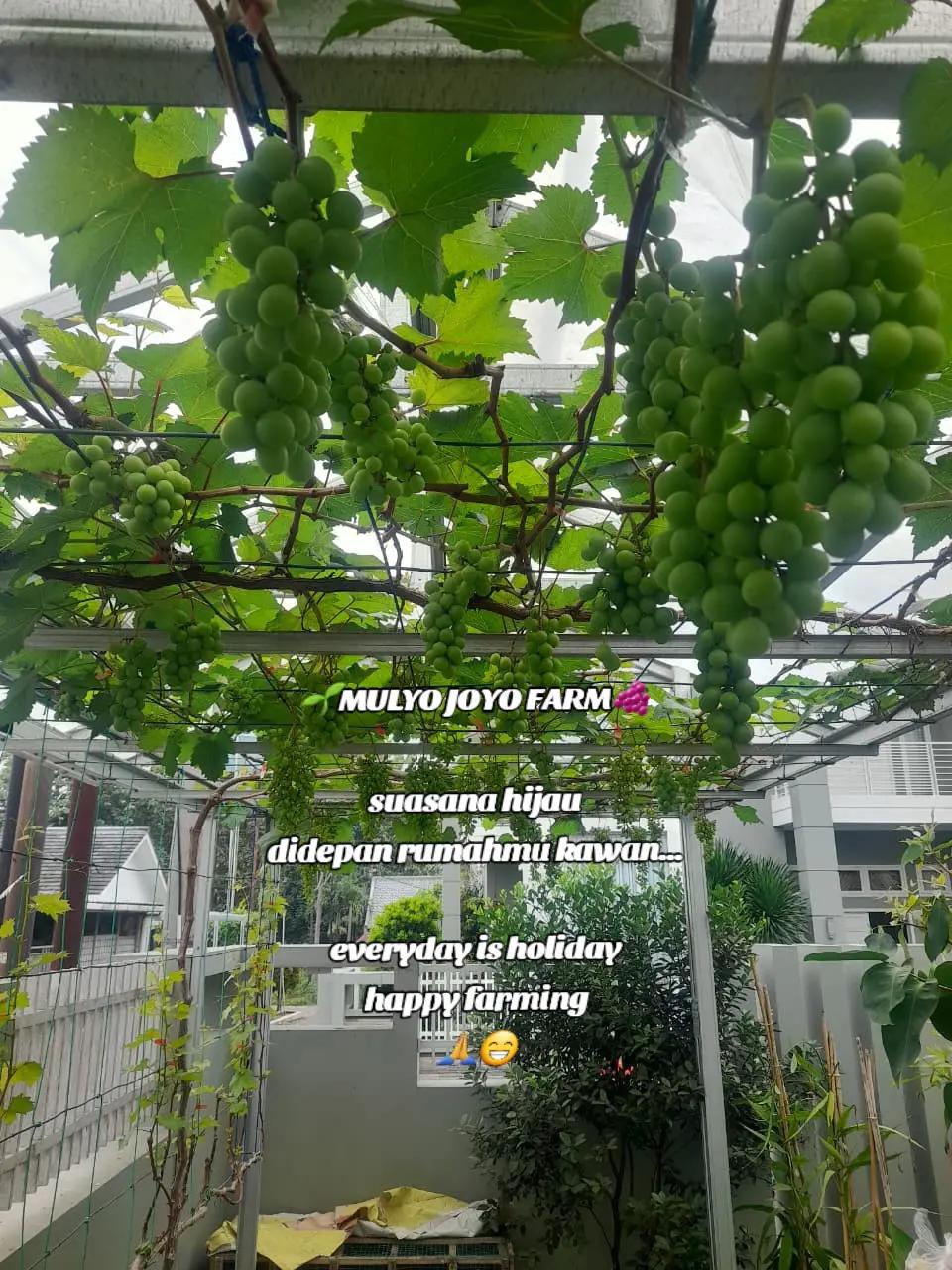 @MULYO JOYO FARM