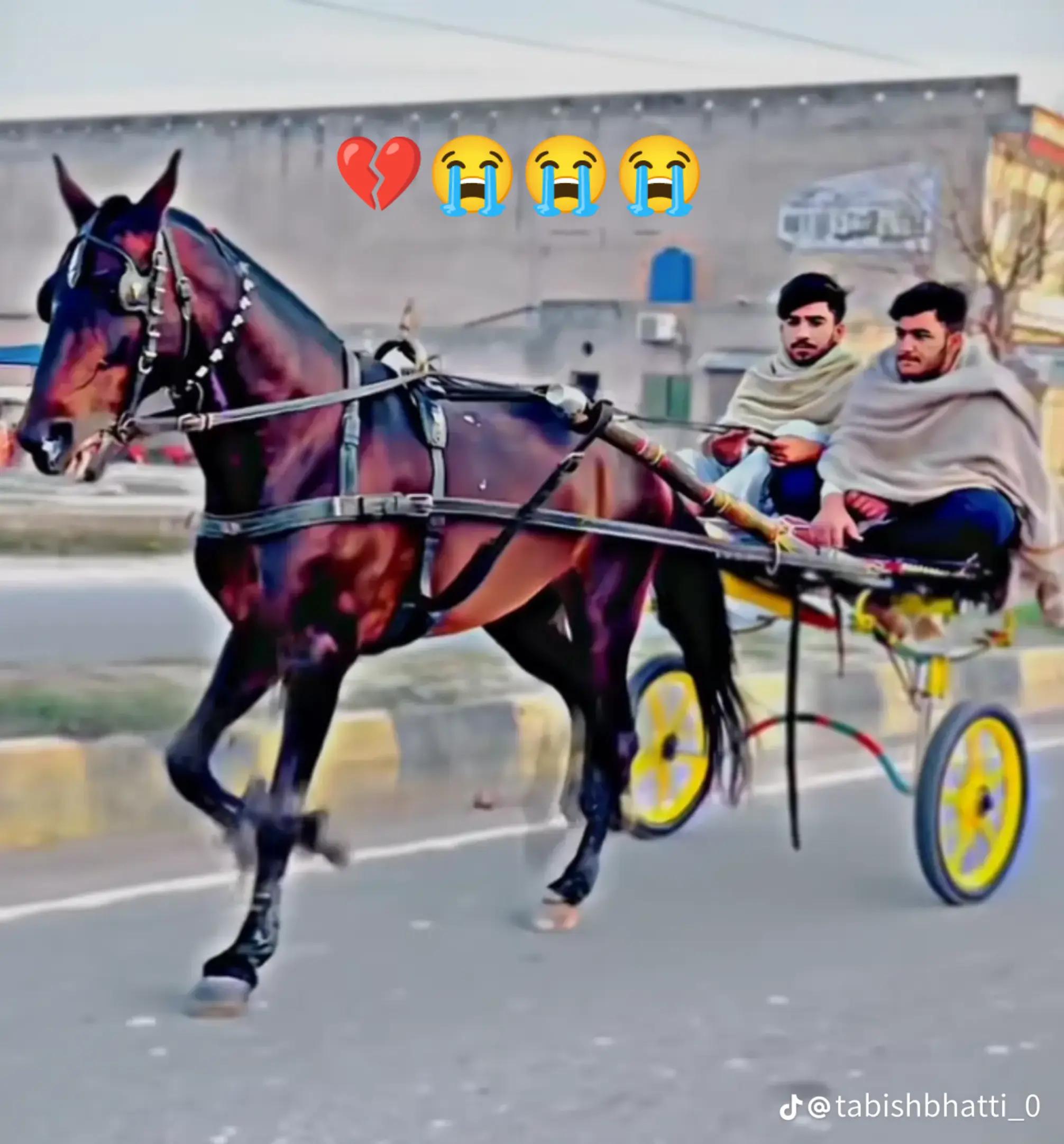 @king of Sialkot Sher khan ✊