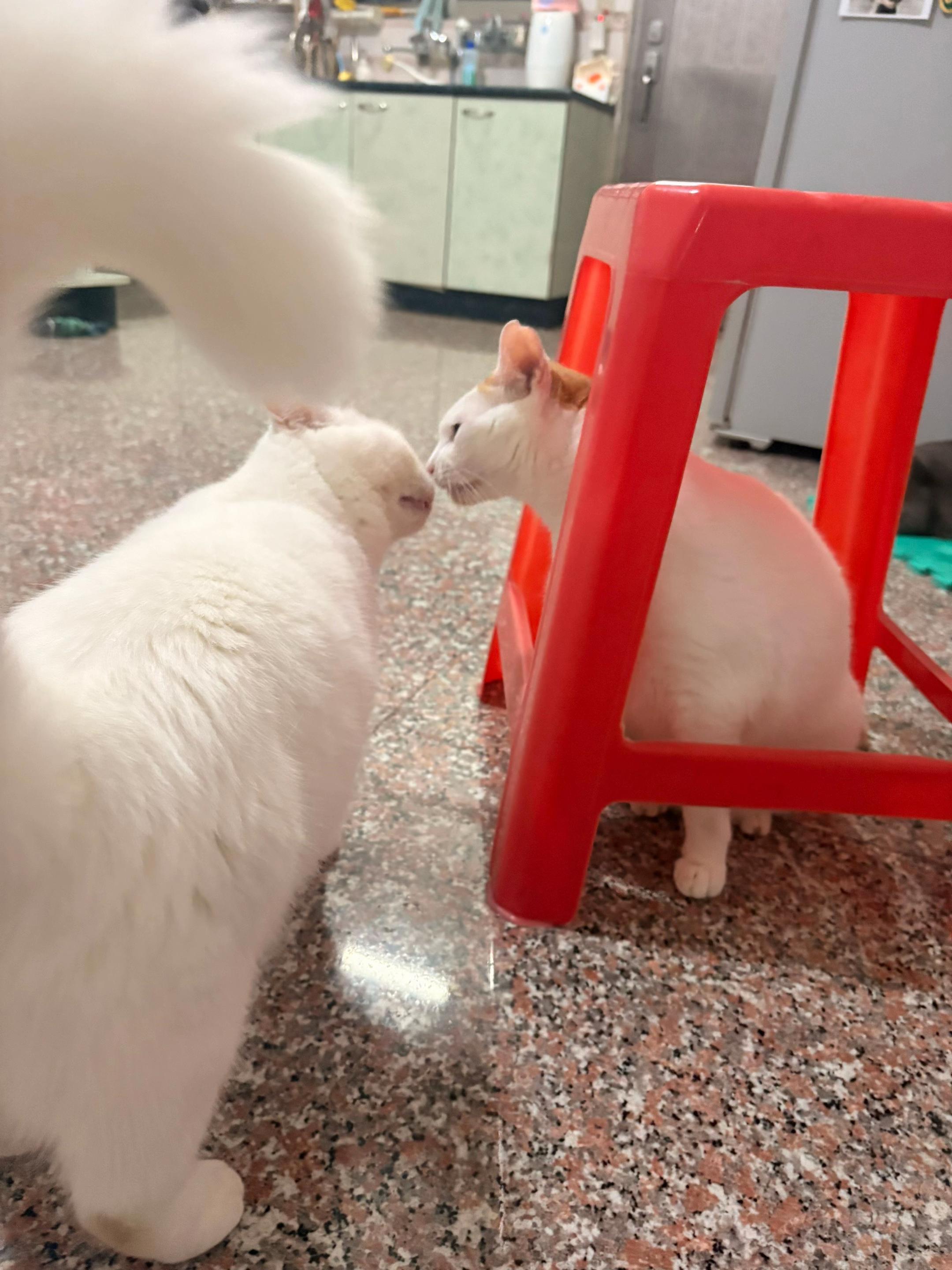 @我家毛很多