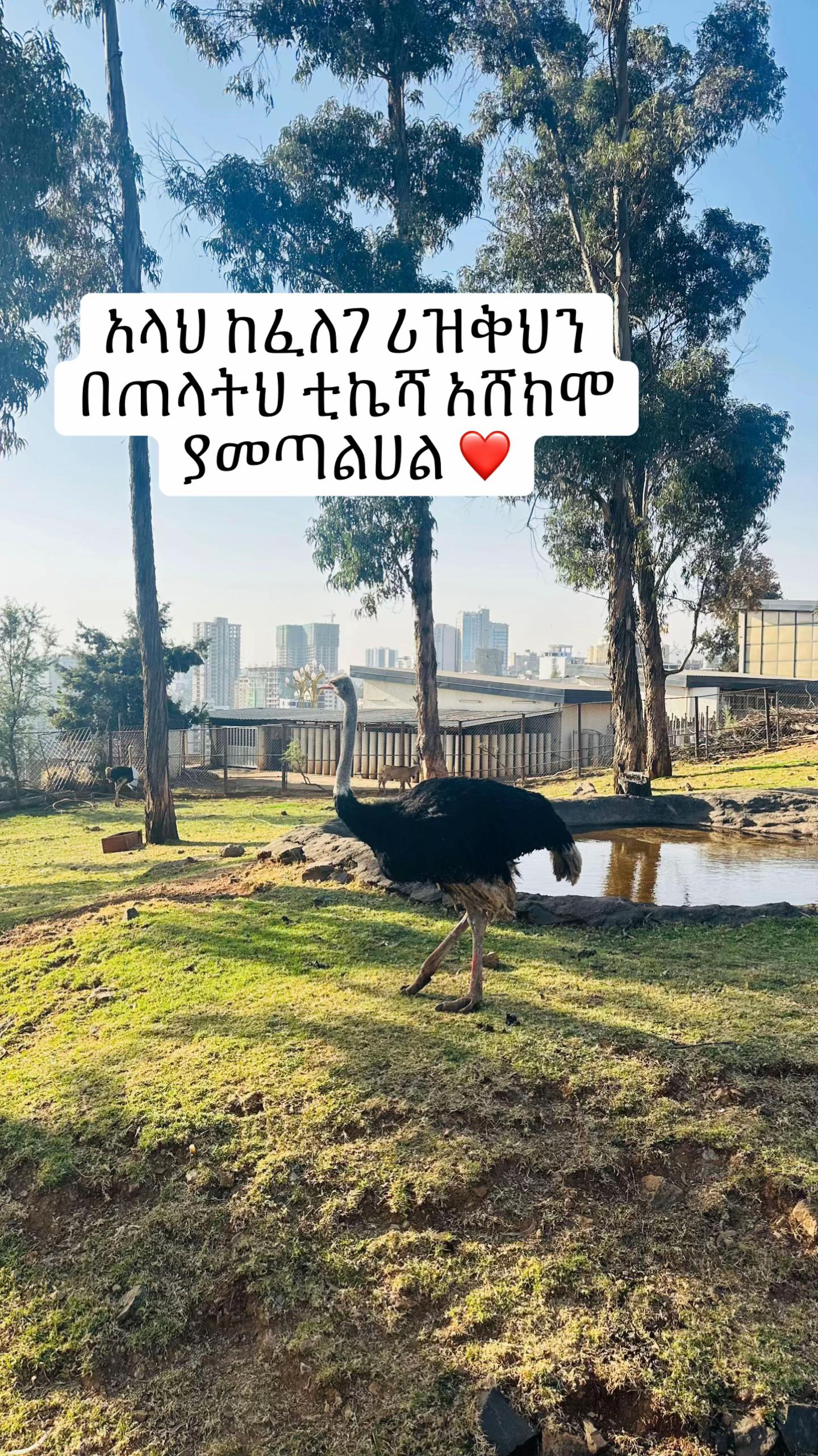 @Fafi hawassa🎈