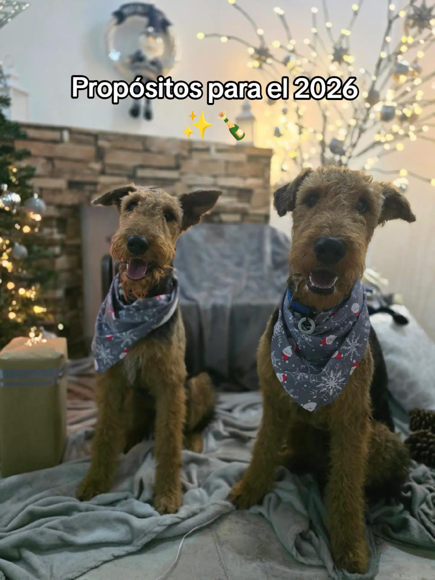@Trufa Y M&aacute;ximo🐾Airedales
