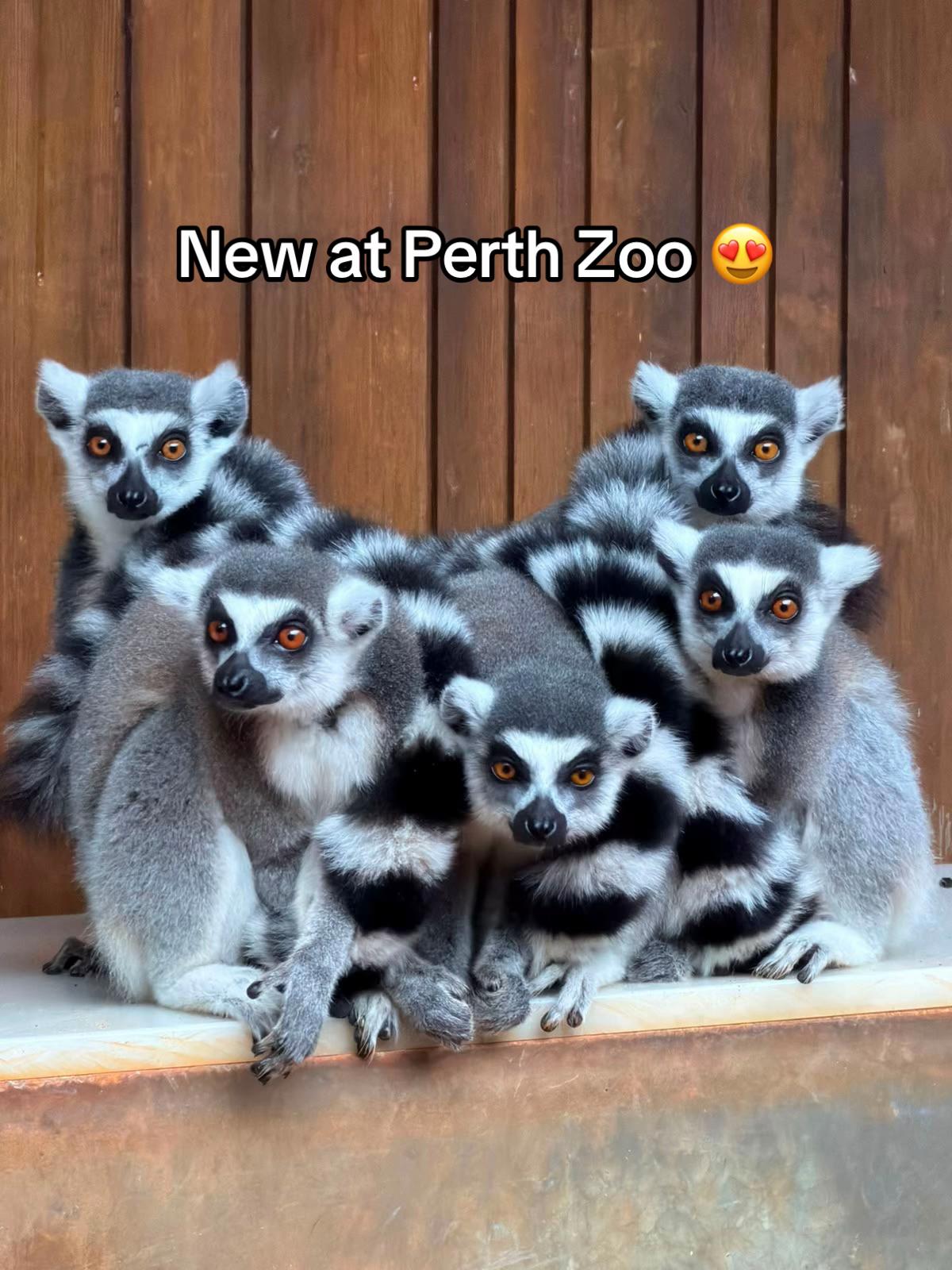 @Perth Zoo