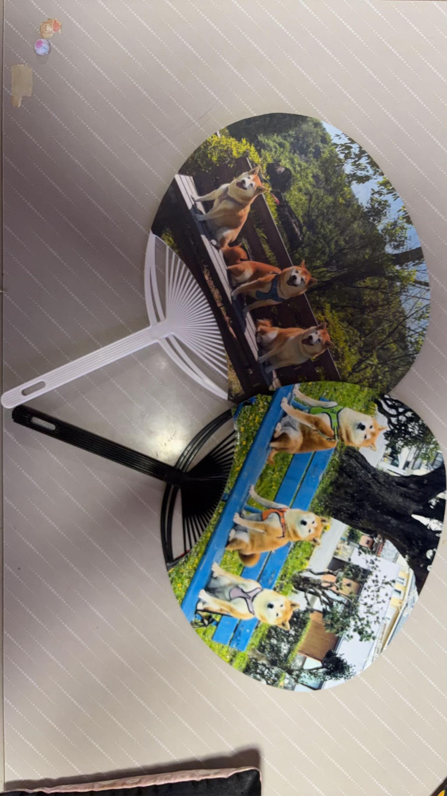 @柴犬虎徹