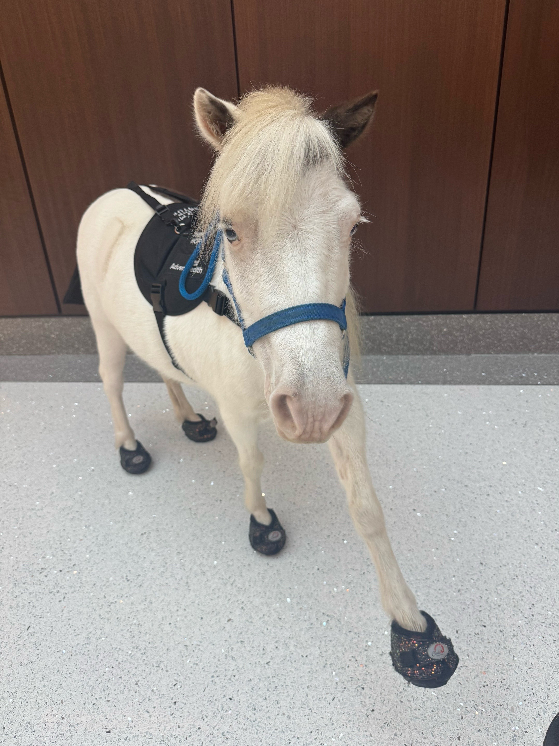 @Sugarfoot the Therapy Horse