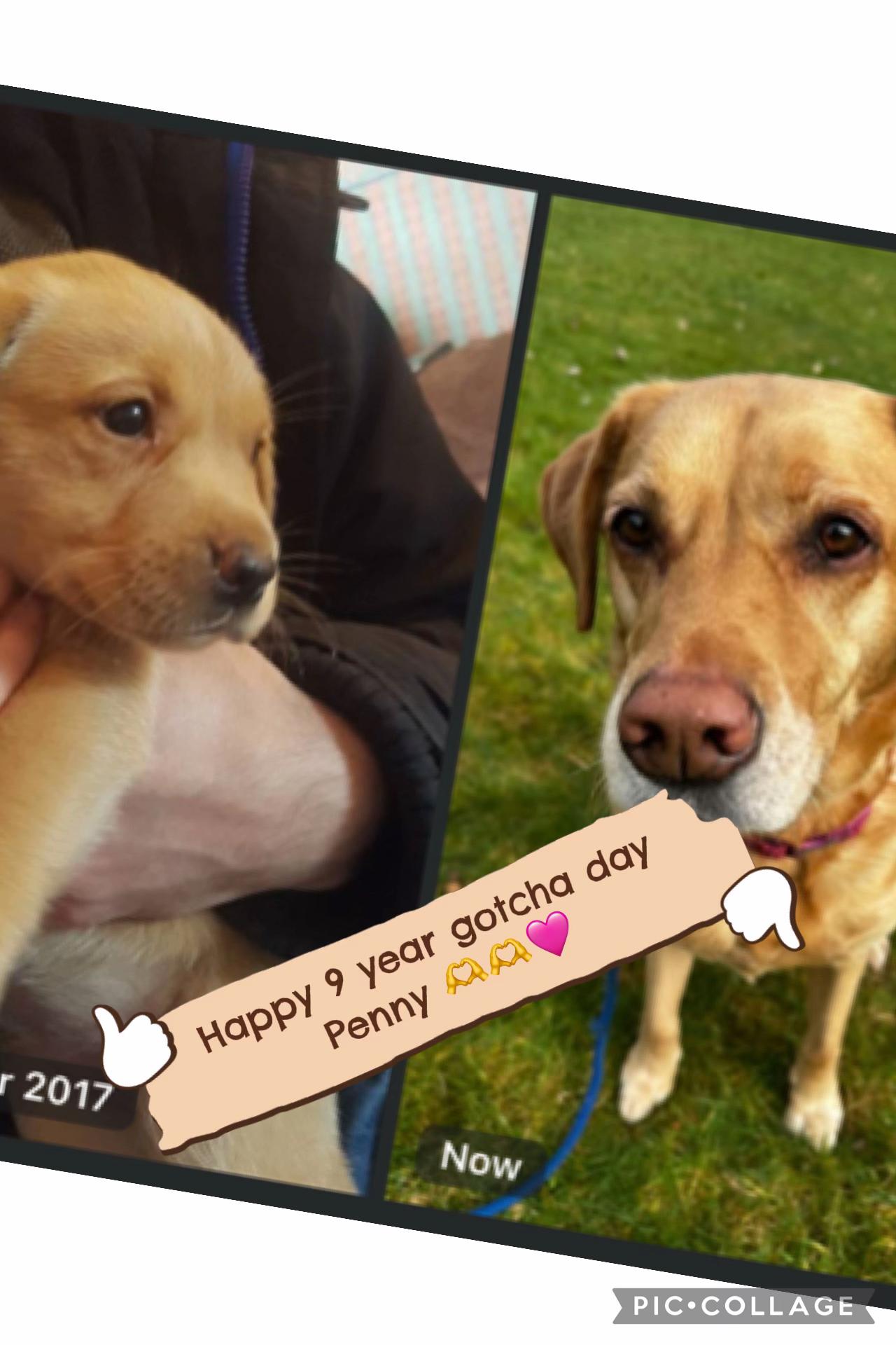@Goldenwaggytales