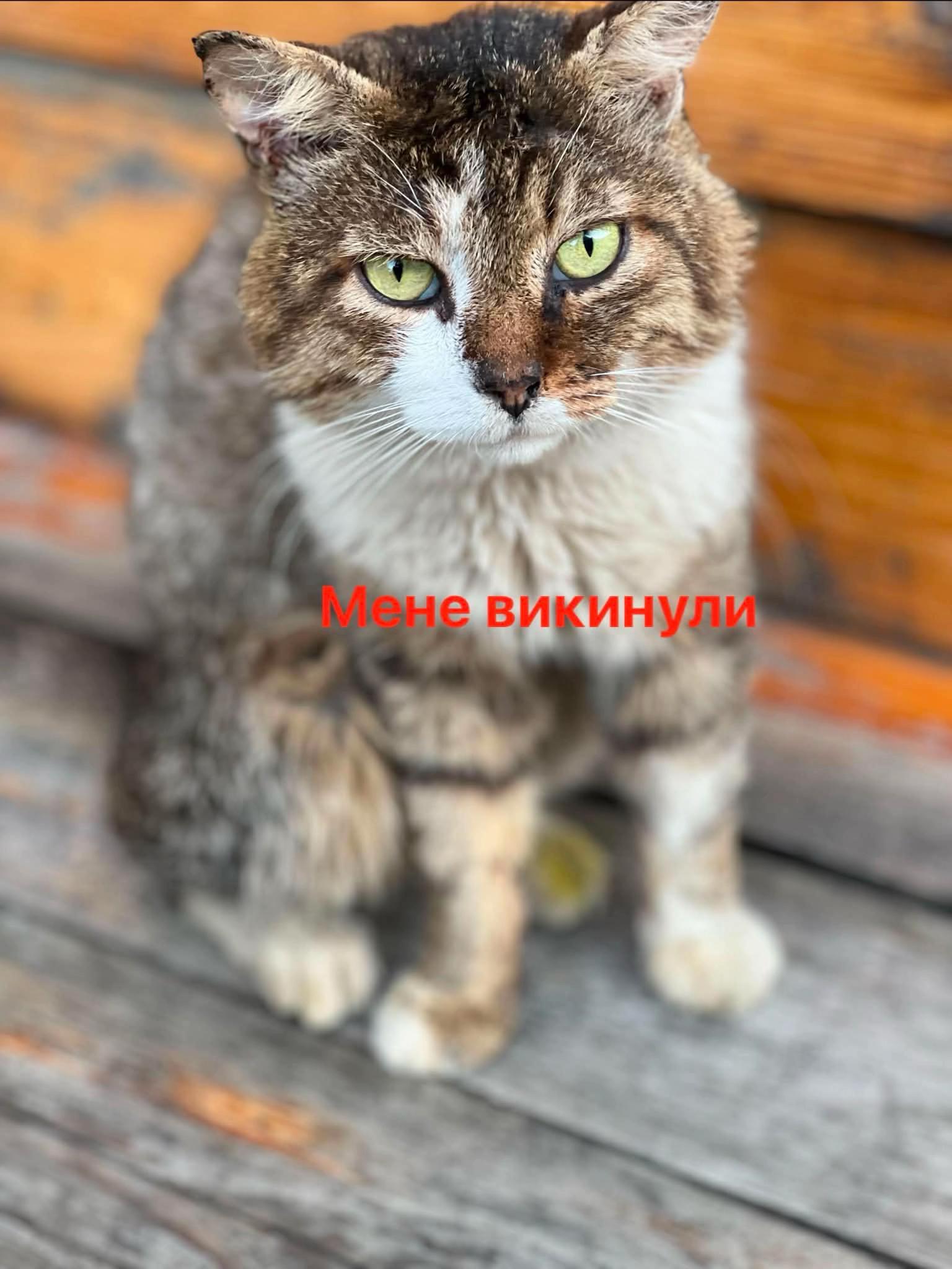 @Алиса