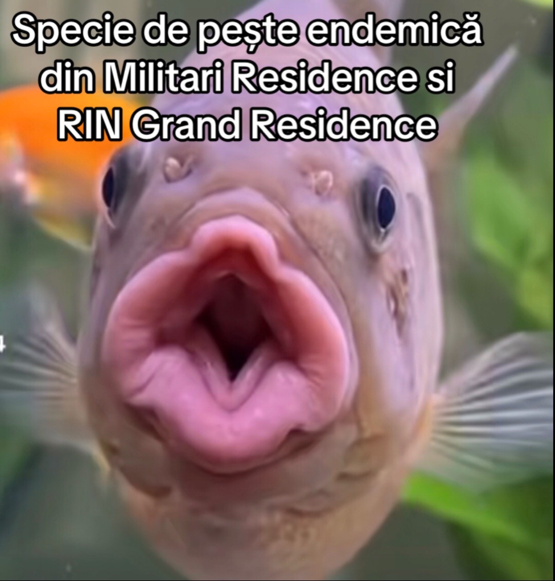 @semicretin