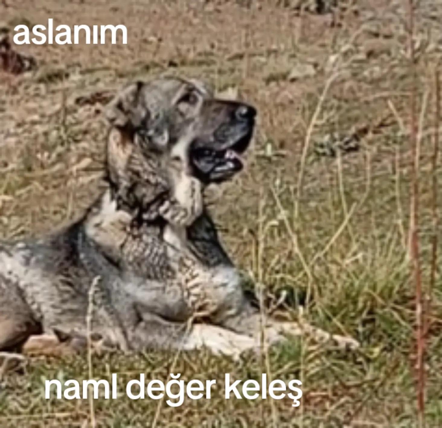 @çatlı şaho