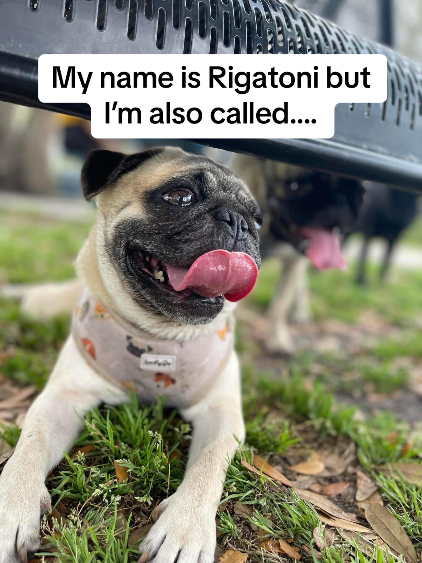 @Rigatoni the Pug