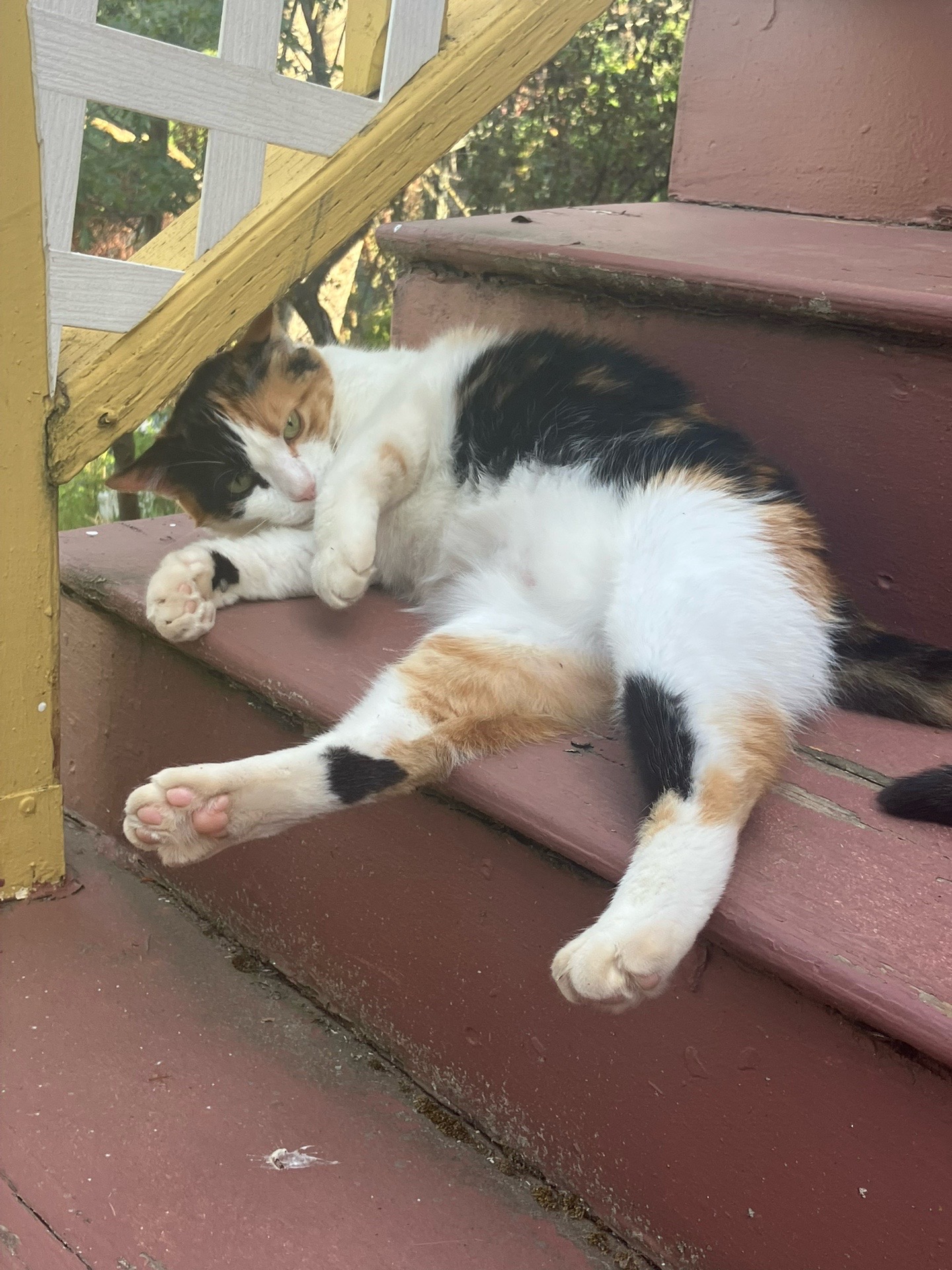 @sweetiethecalicocat