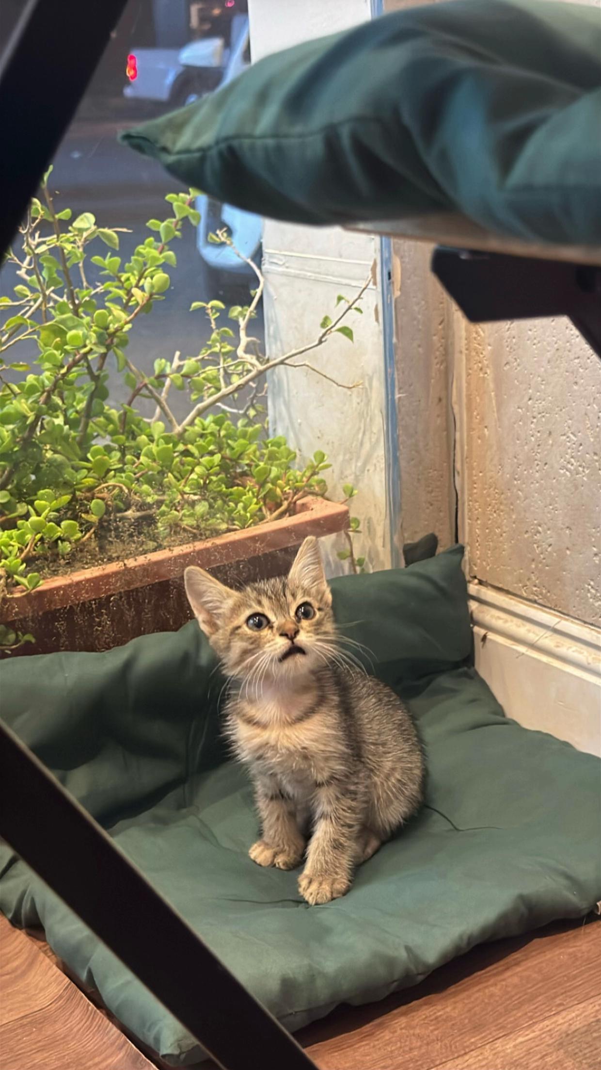 @رواية بن