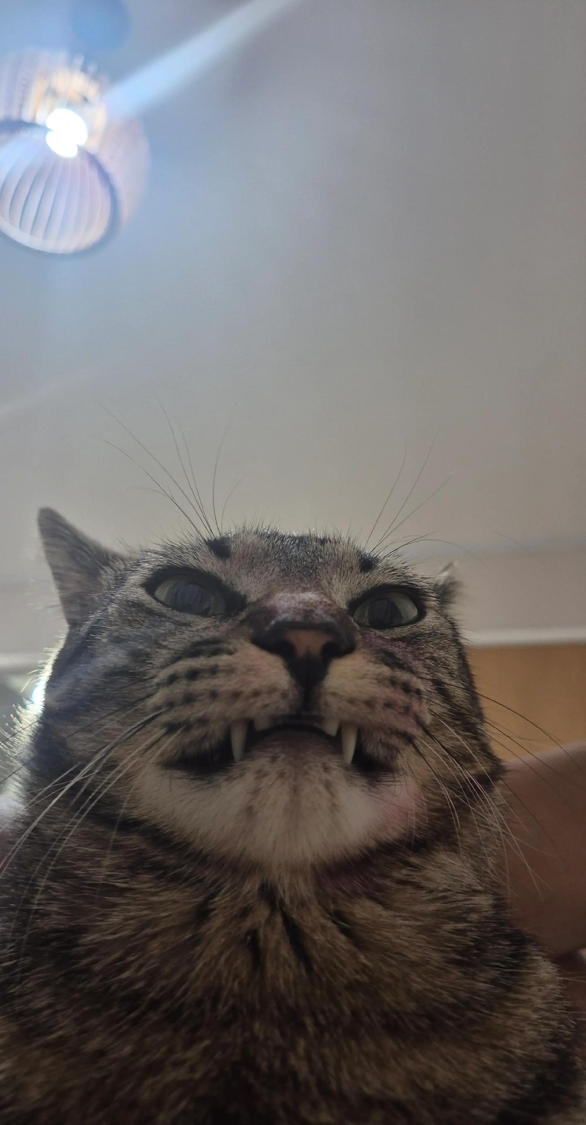 @Mushu