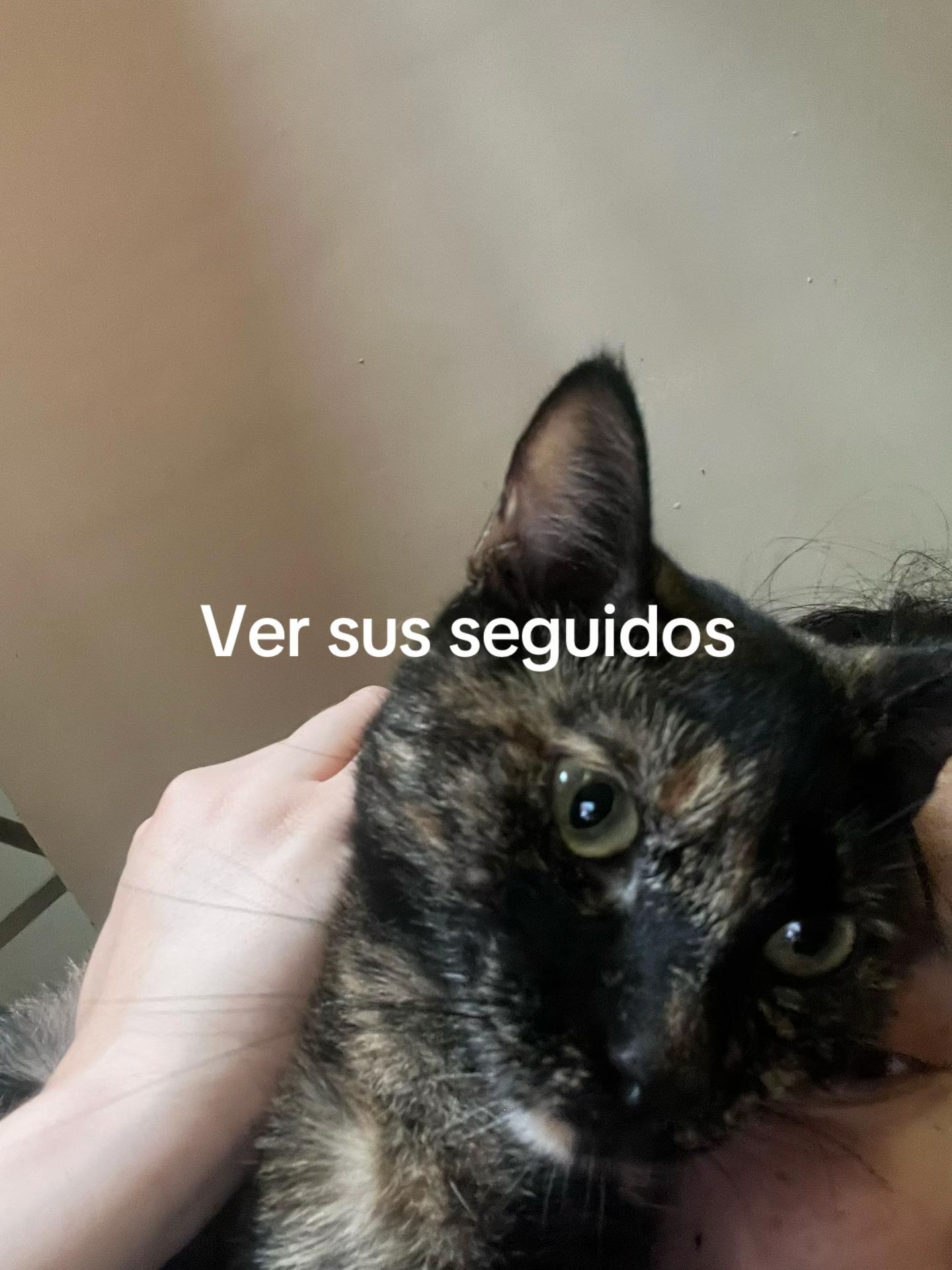 @sheccidariash