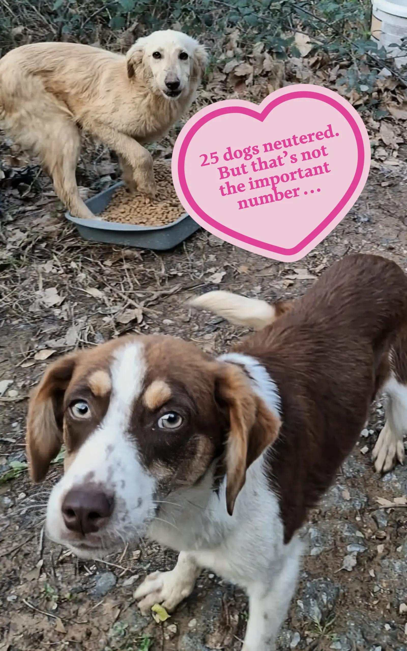 @Greek Animal Rescue