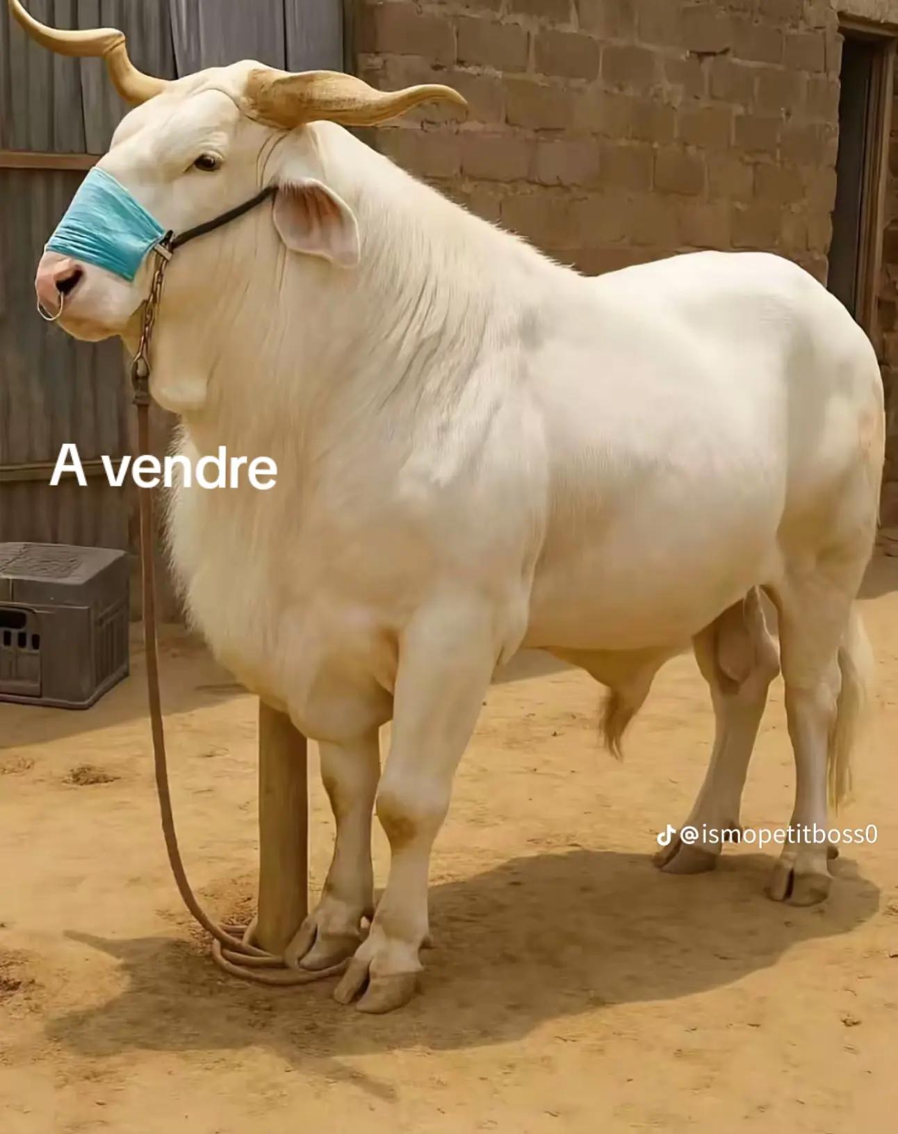 @LE ROI PDG
