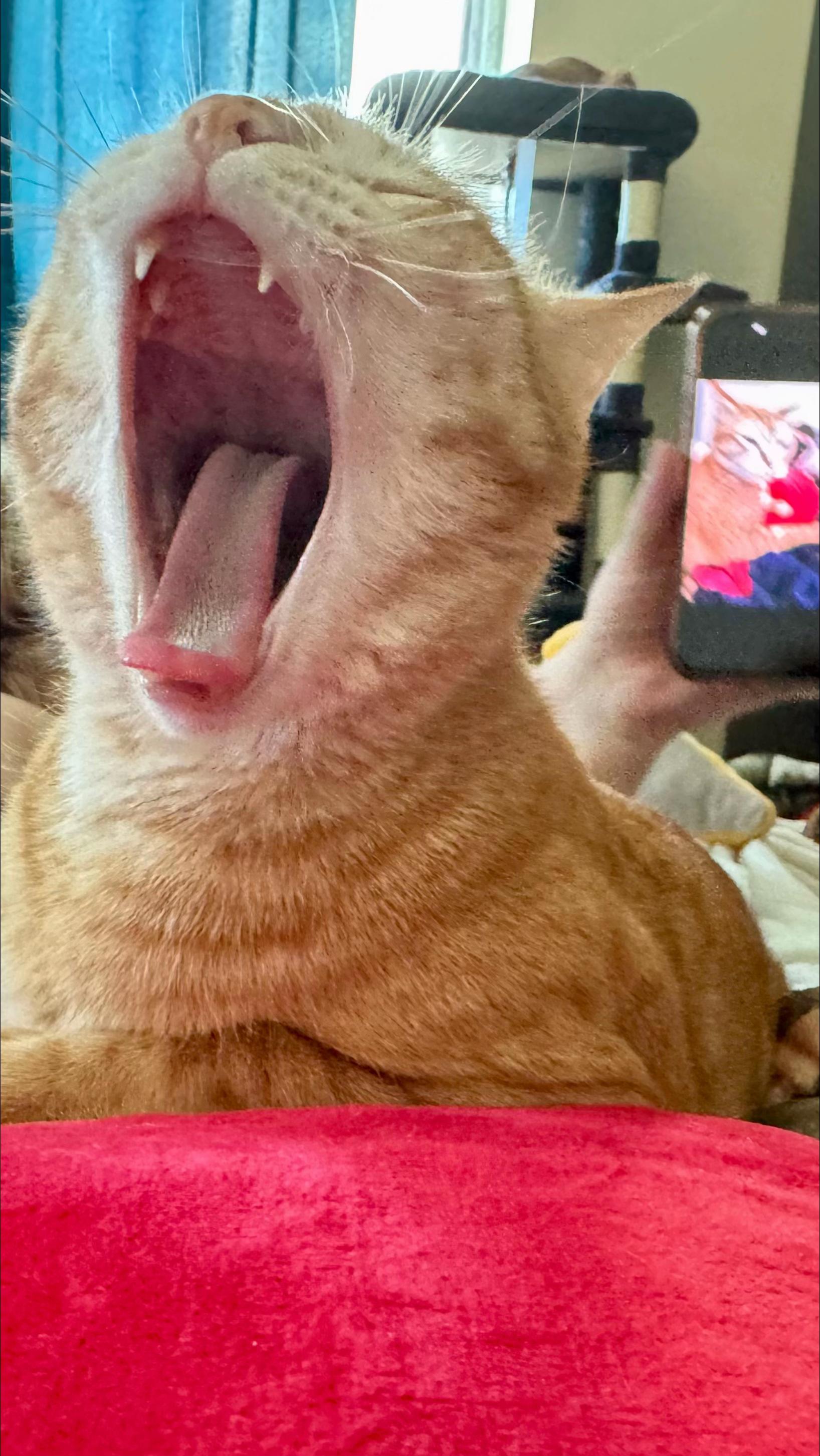 @Father5cats