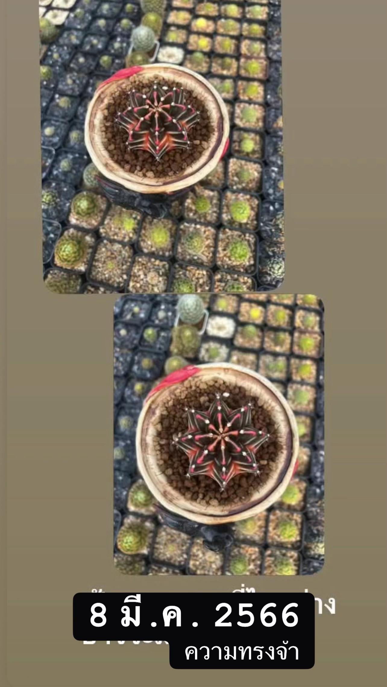 @Cactus คนมันยอง🌵