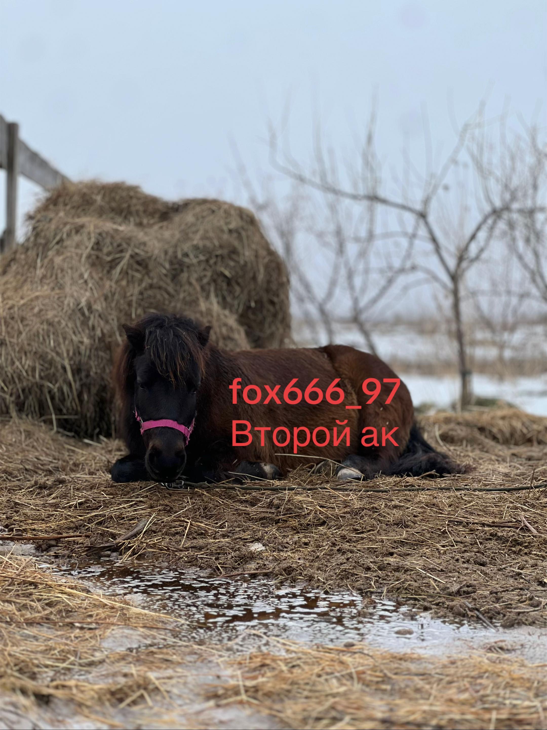 @_afox666_