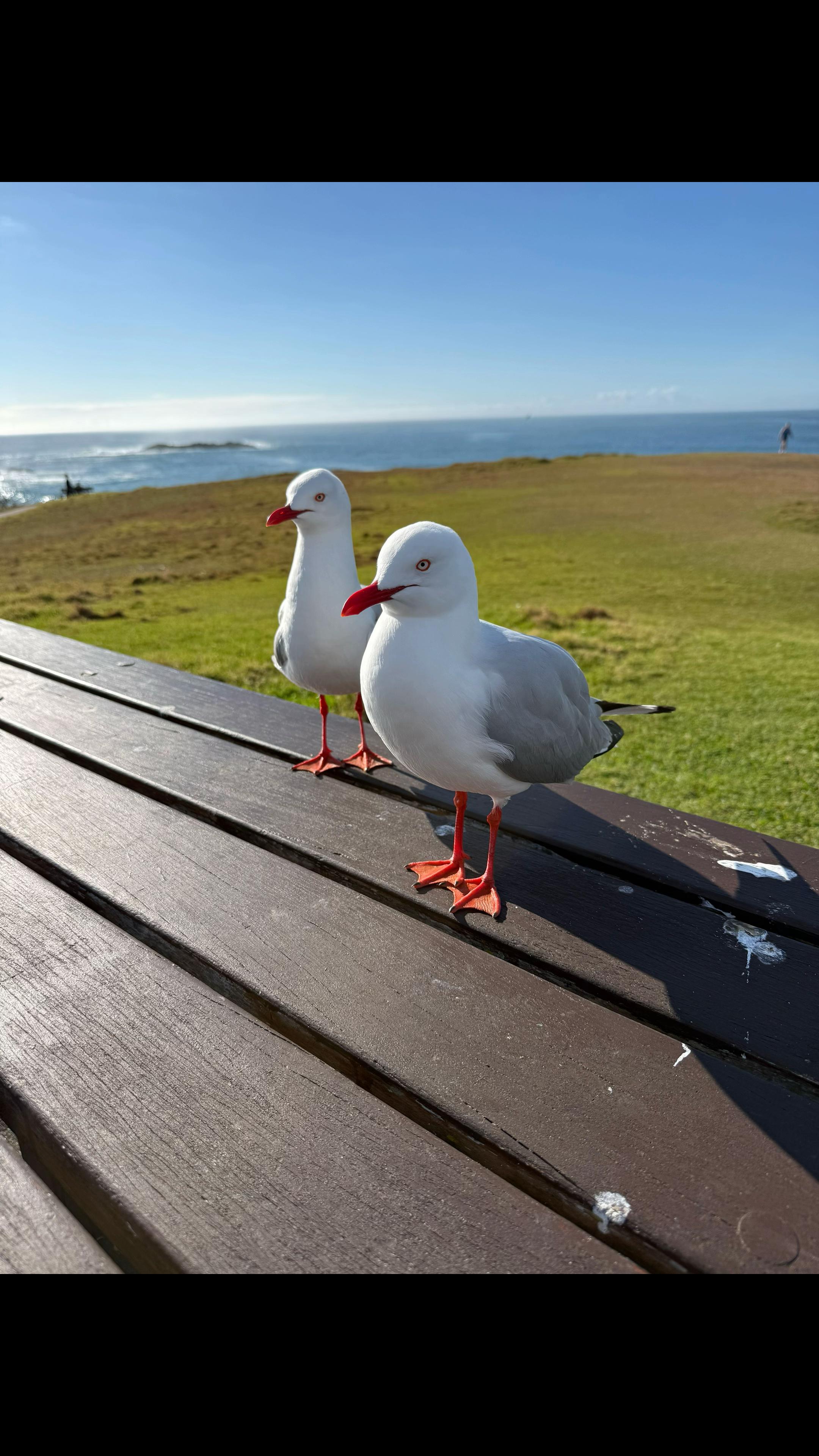 @Kimberley Duck24