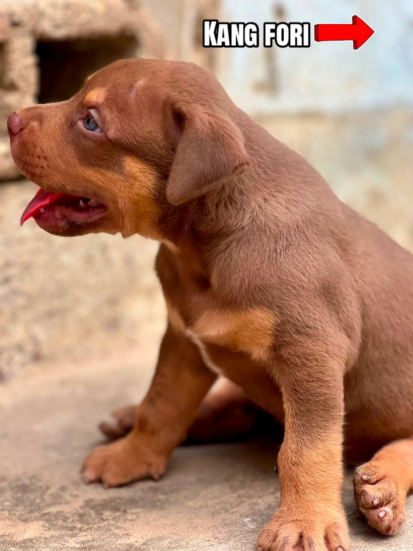 @Jummaux_dog🐶🐾 ✪